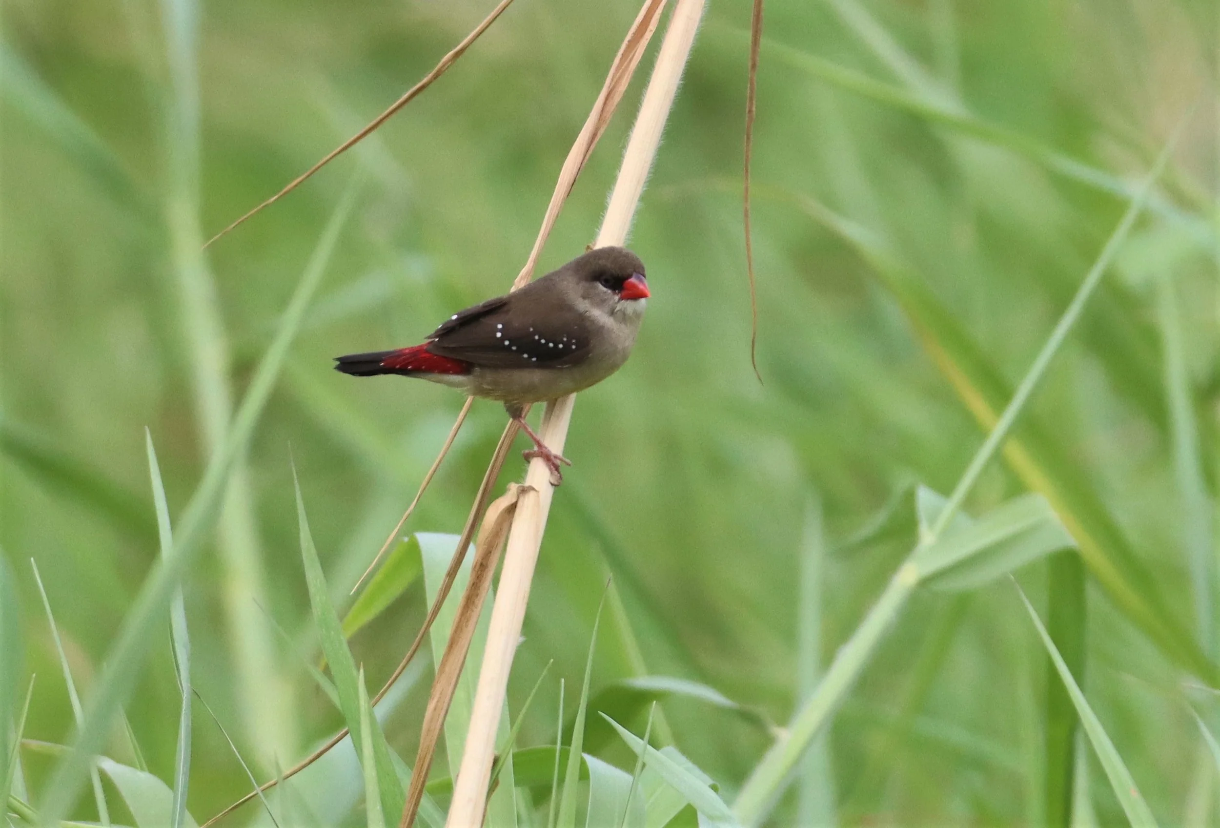 RED AVADAVAT - Amandava amandava - LAT KRABANG WETLANDS THAP YAO (61).jpg