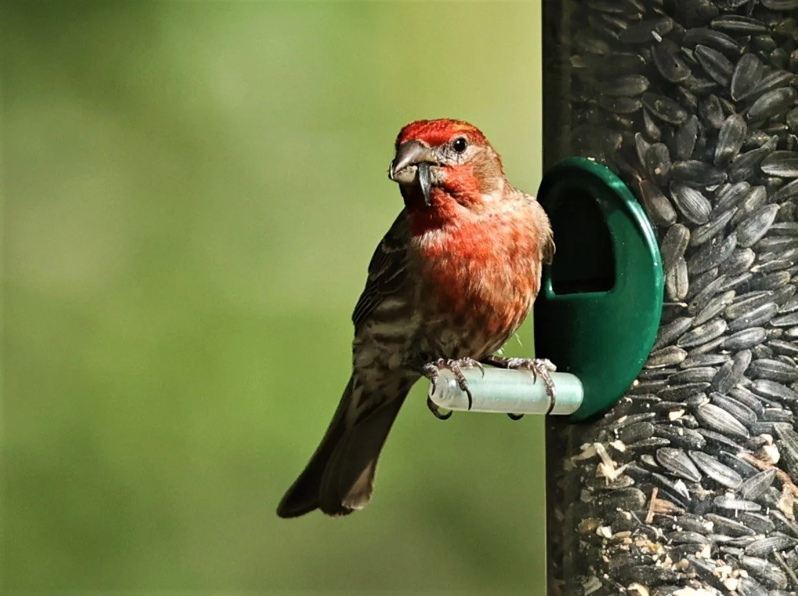 House Finch (Haemorhous mexicanus) Cave Creek Arizona (21).jpg