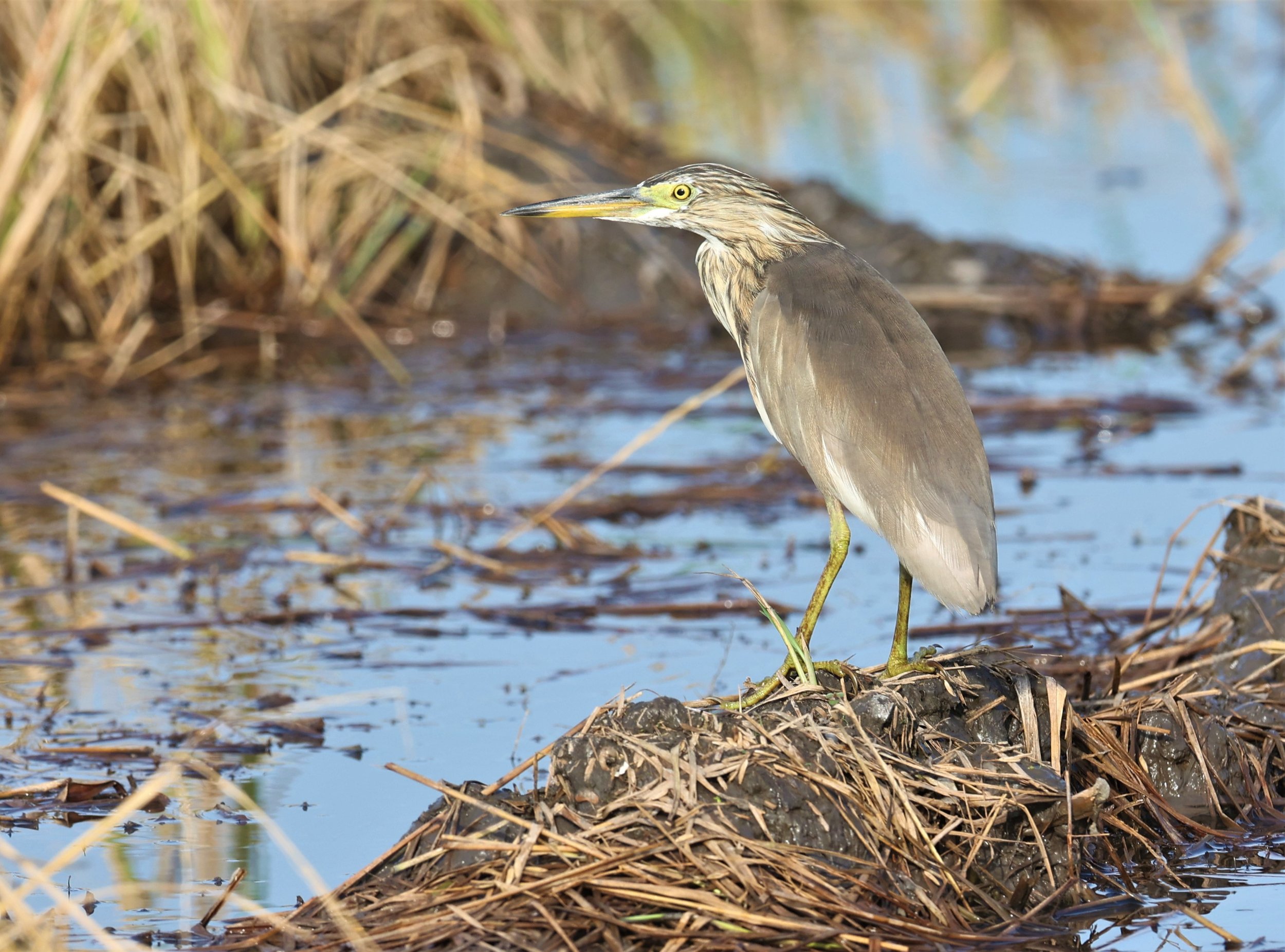 HERON - JAVAN POND HERON - Ardeola speciosa - PATHUM THANI RICE RESEARCH CENTER 14 SEPT 2021 (1).jpg