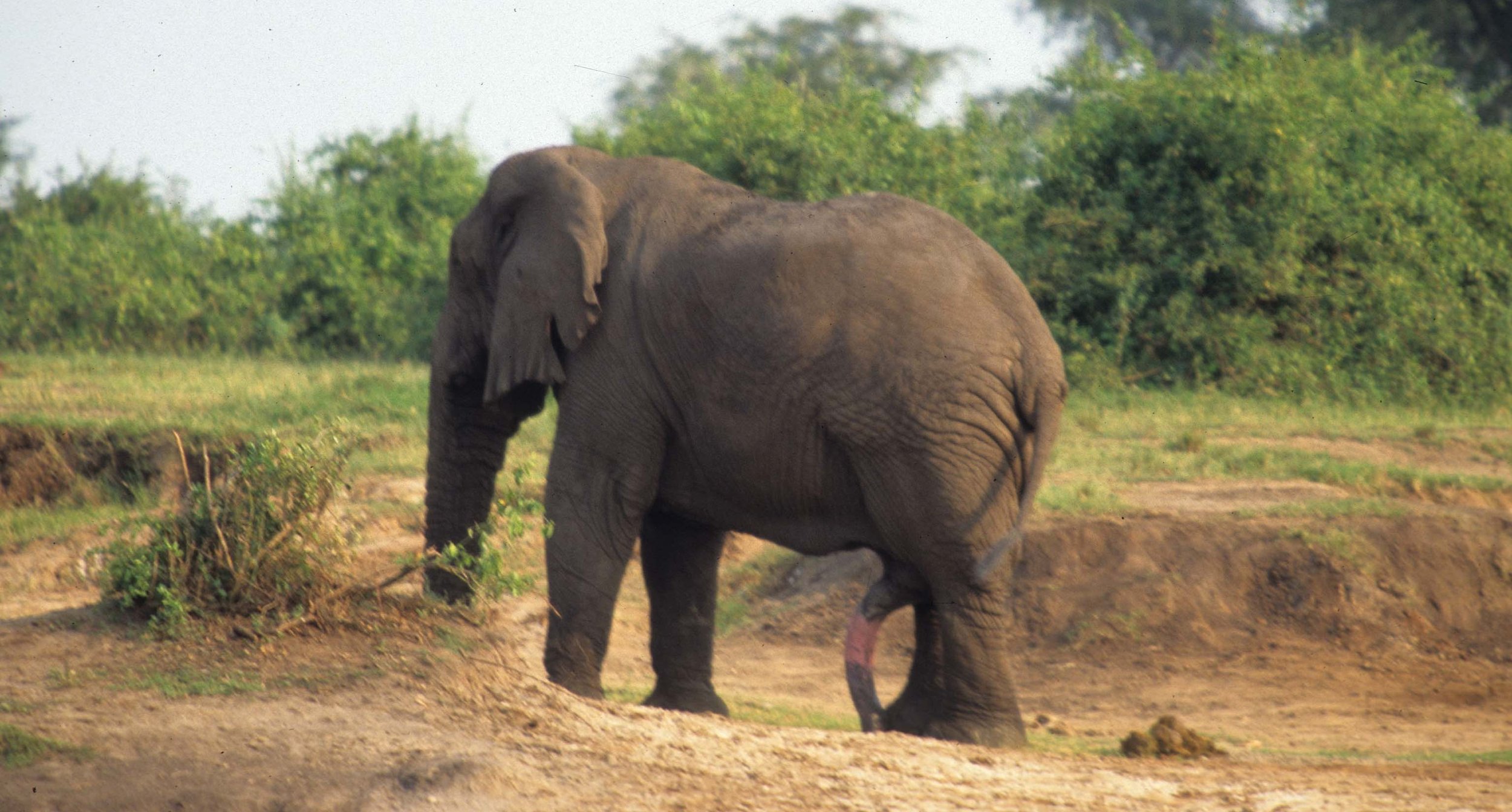 ELEPHANT - UGANDA 4.jpg
