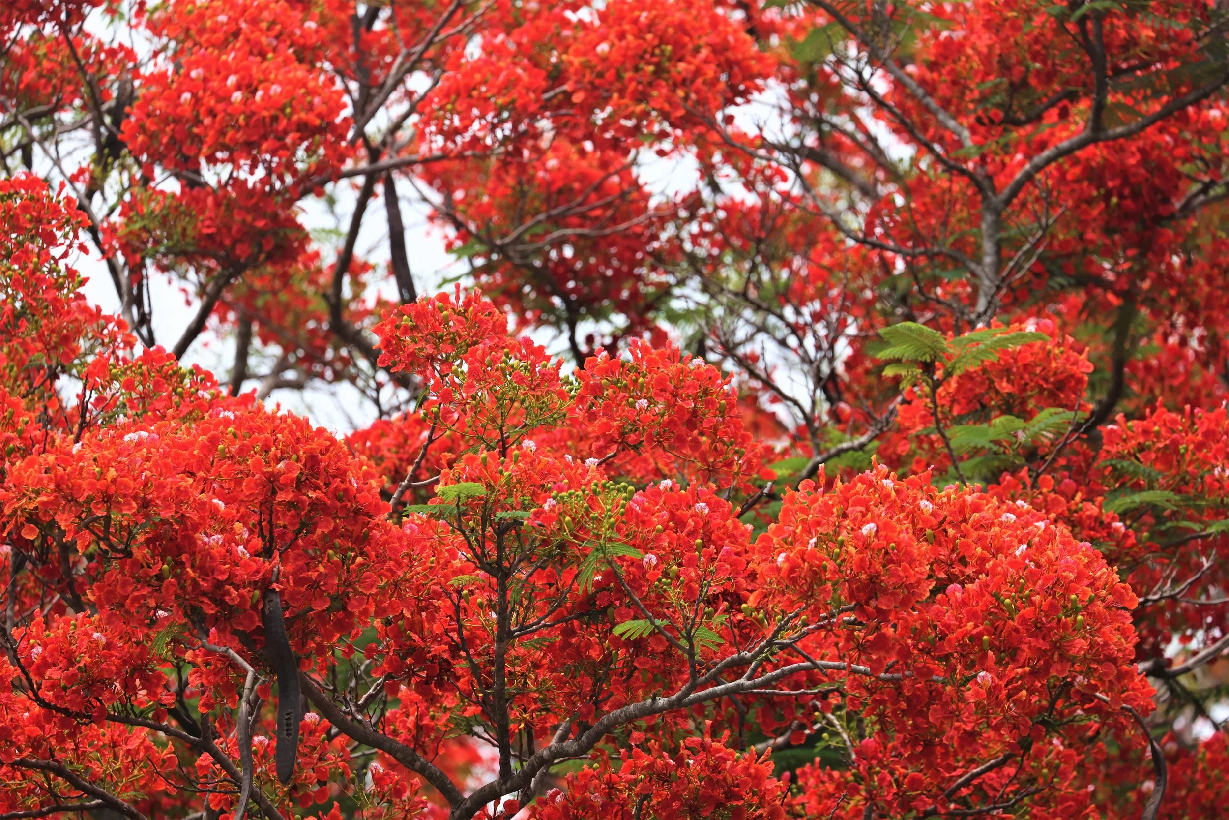 Flame of the Forest (Butea monosperma) in the Mixed Deciduous Forest of Huai Khai Khaeng
