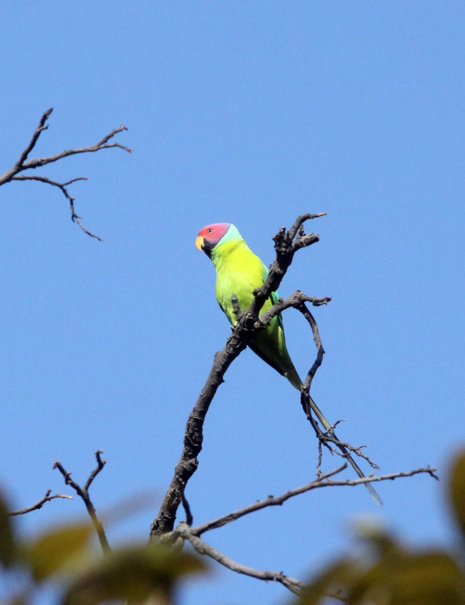 BIRD - PARAKEET - PLUMB-HEADED PARAKEET - BANDHAVGAR NATIONAL PARK INDIA (8).JPG