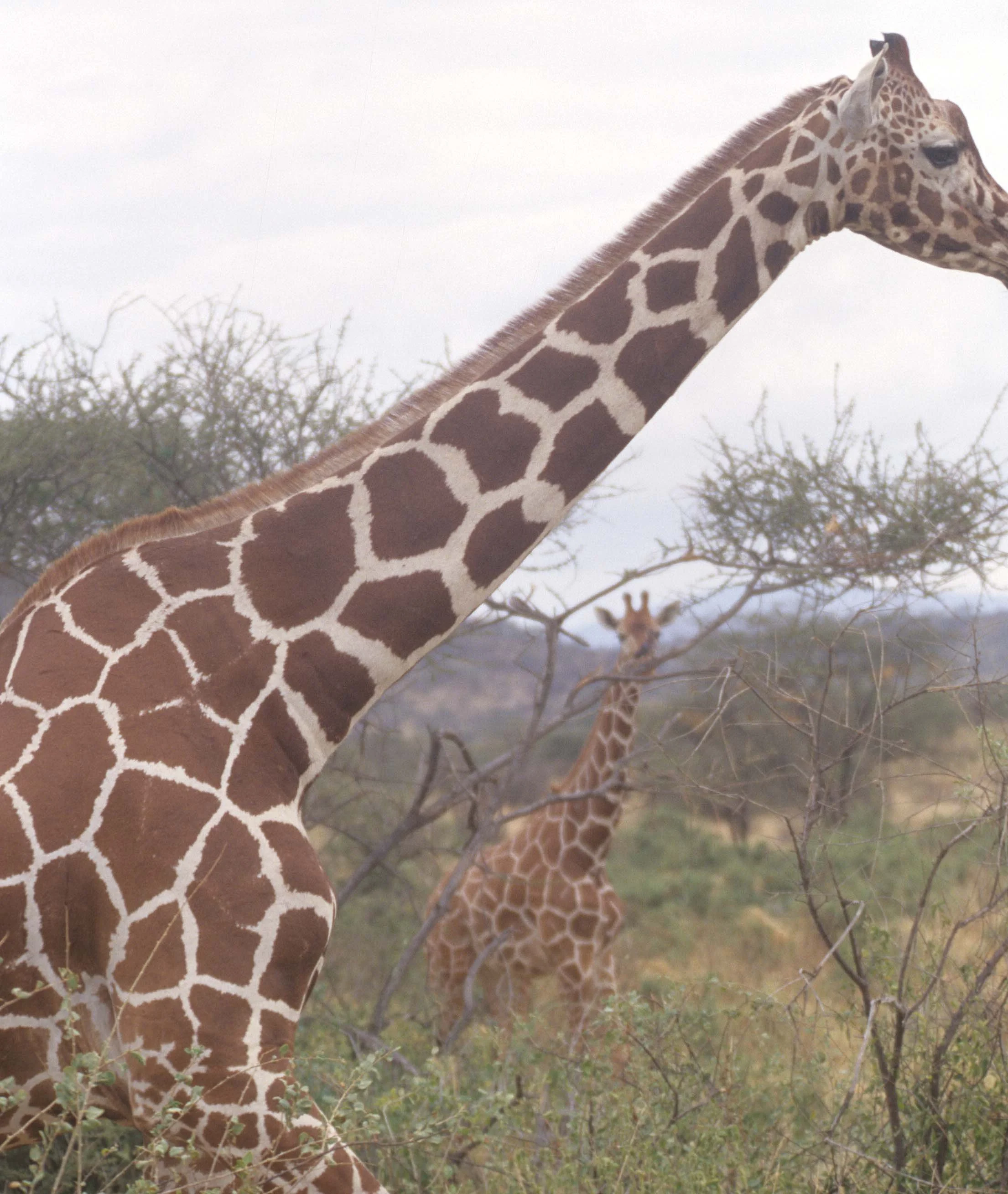 GIRAFFE-RETICULATED - SHABA 1.jpg