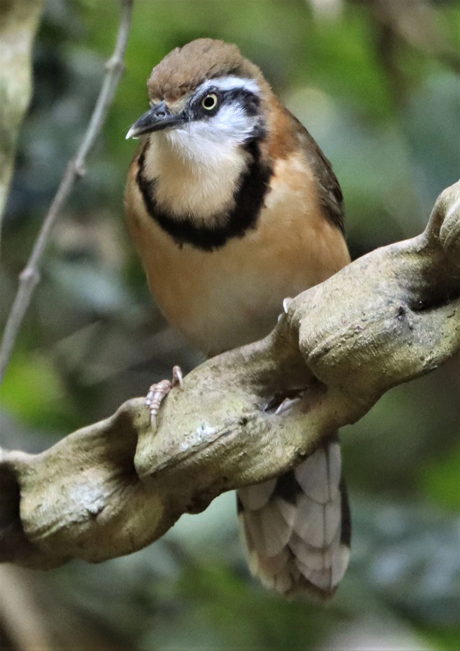 LAUGHINGTHRUSH - GREATER NECKLACED LAUGHINGTHRUSH - Garrulax pectoralis - NEUNG HIDE, KAENG KRACHAN (6).jpg