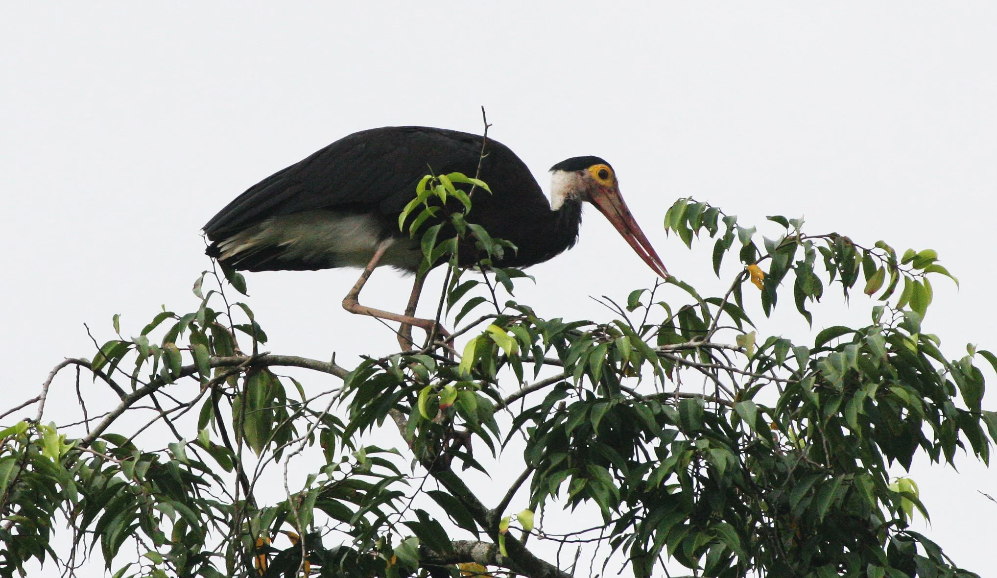 STORK - STORM'S STORK - Ciconia stormi - KINABATANGAN RIVER BORNEO (13).JPG