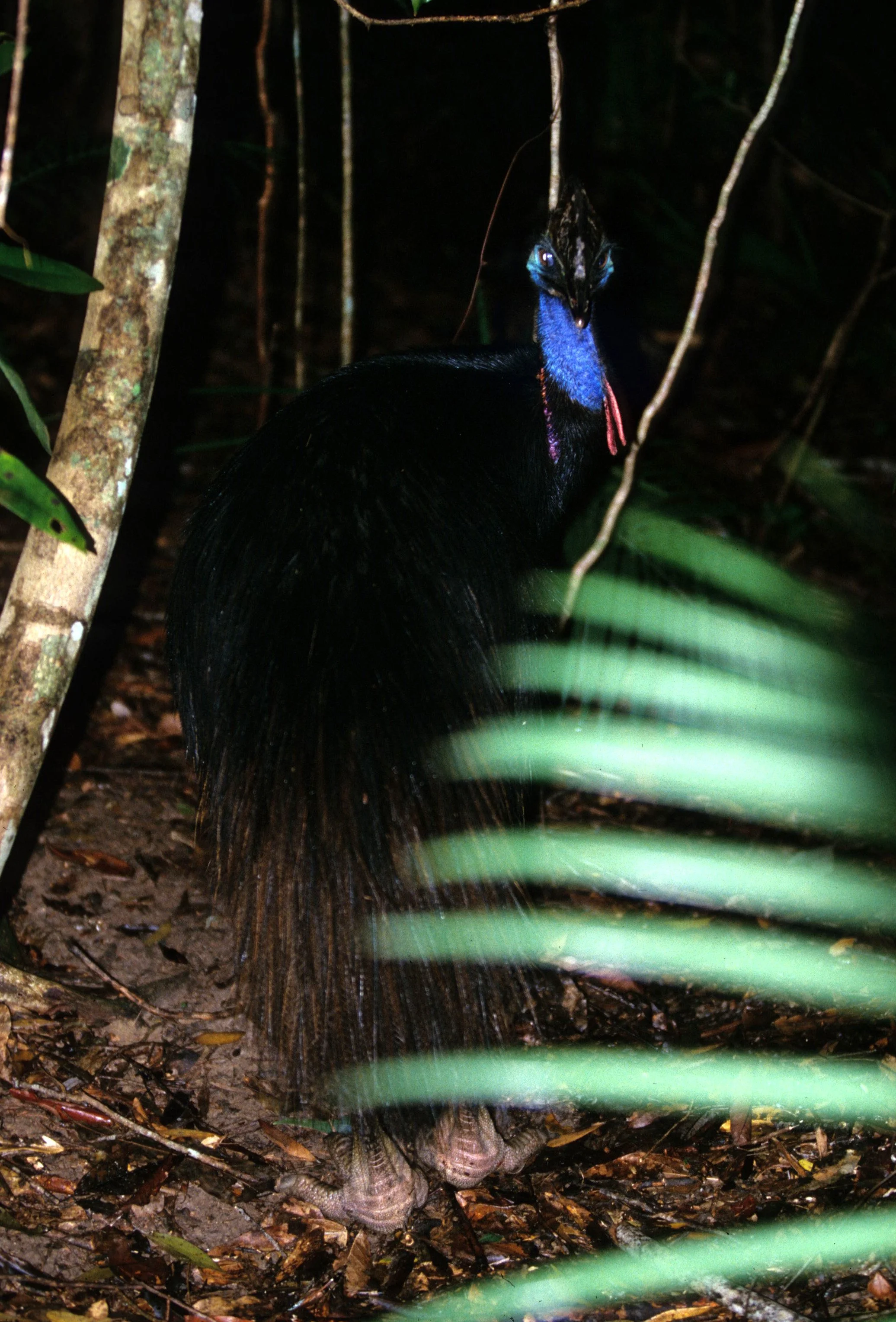 BIRD - SOUTHERN CASSOWARY - DAINTREE RAINFOREST L.jpg