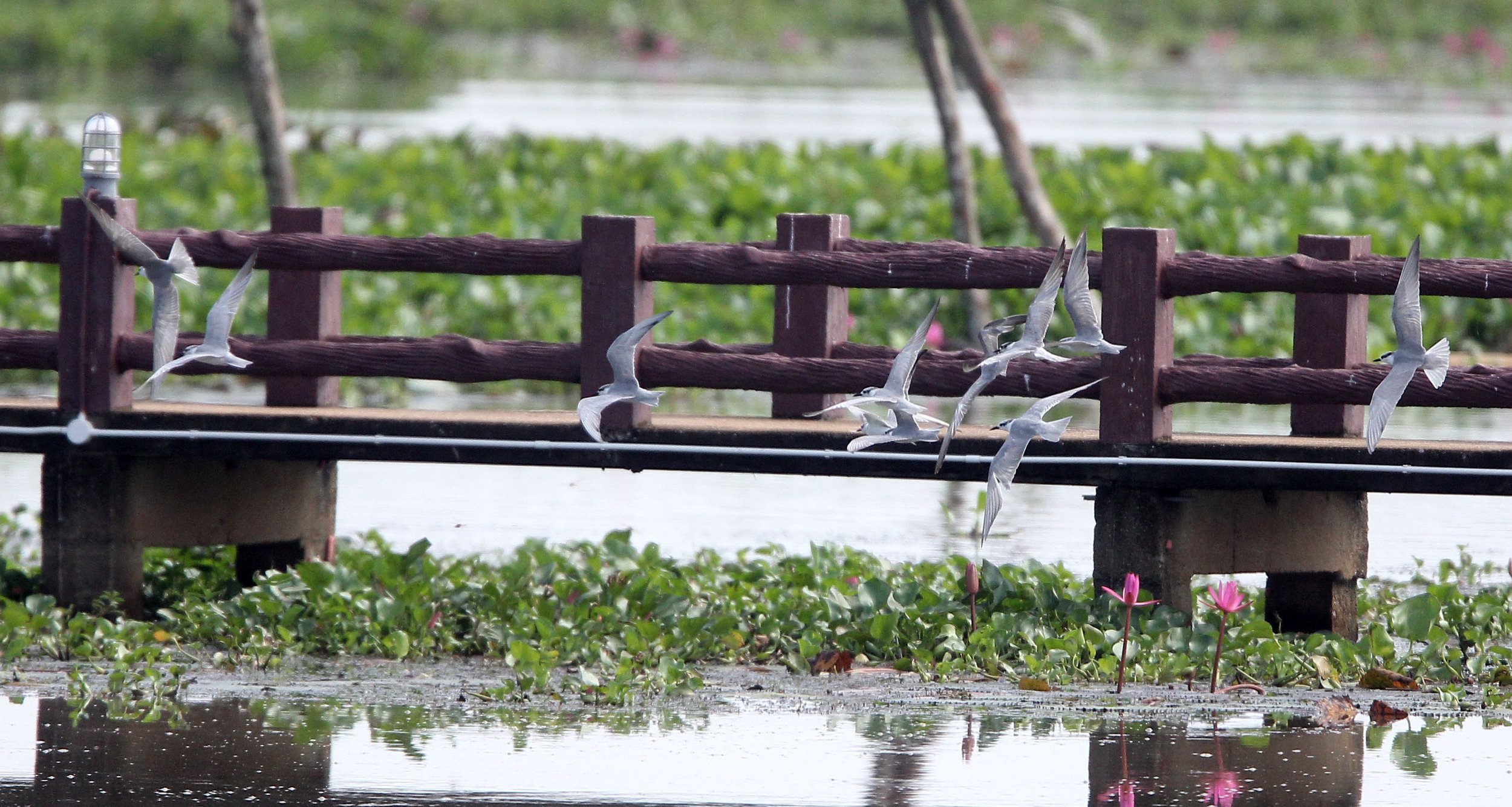 TERN - WHISKERED TERN - Chlidonias hybridus - THALE NOI BIRD SANCTUARY, PATALUNG THAILAND (111).JPG