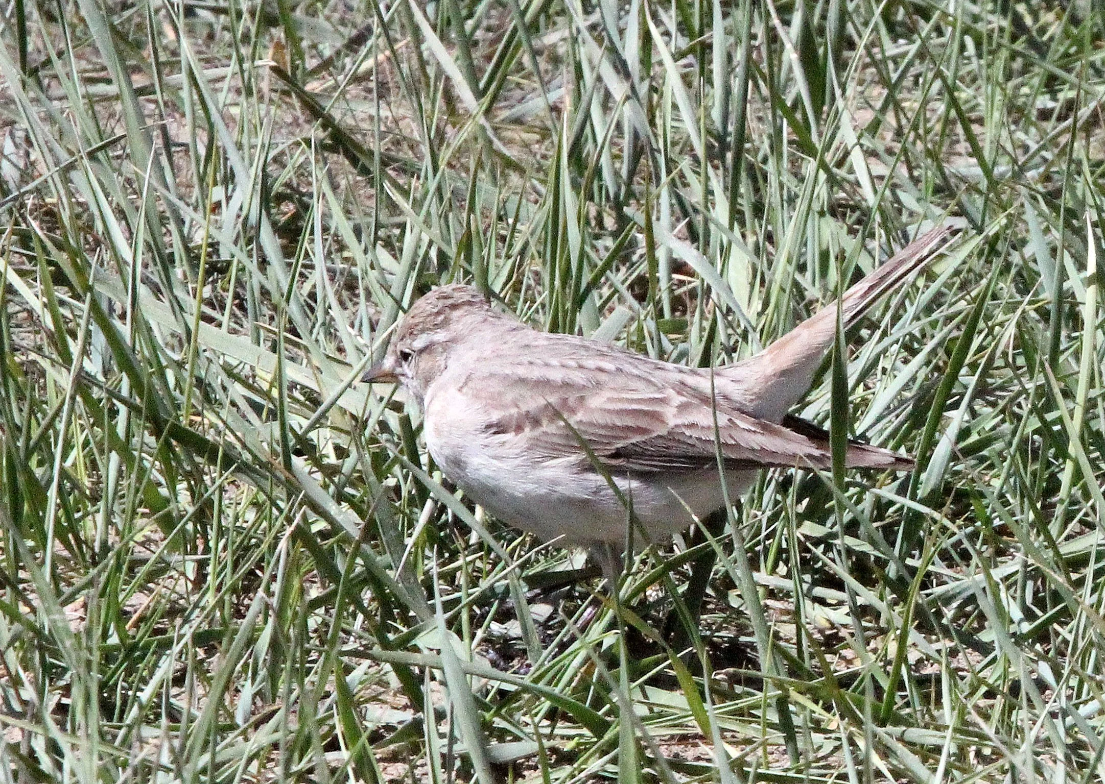 Oriental Skylark (Alauda gulgula) Qinghai Lake China (2).JPG