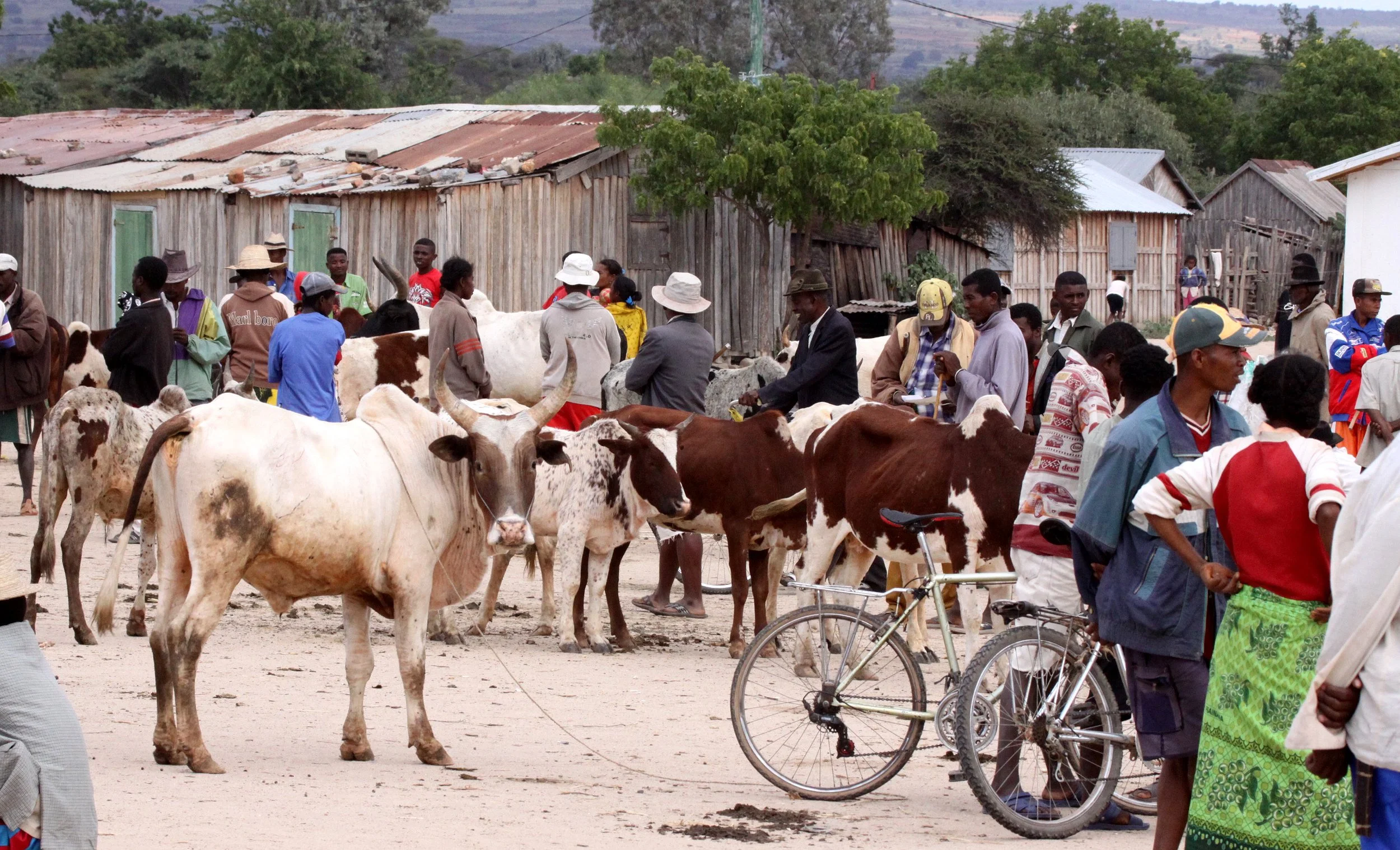 ANTANDROY VILLAGE - ZEBU MARKET DAY (4).JPG