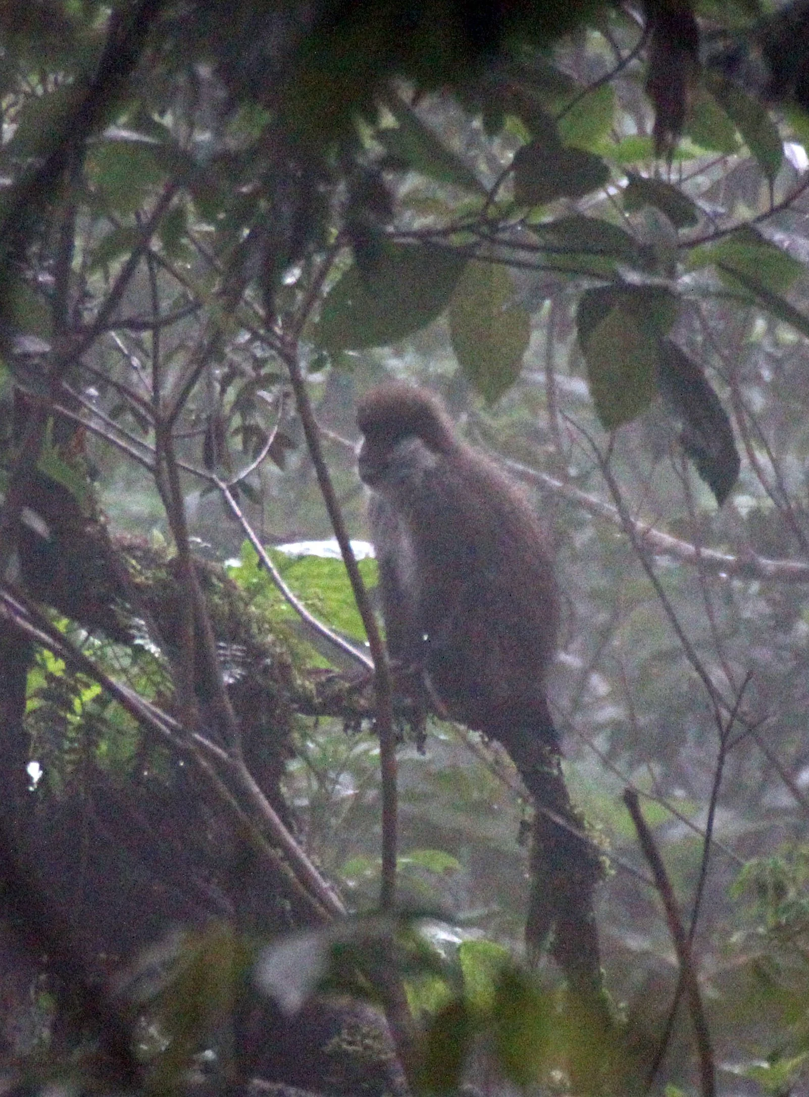 CERCOPITHECIDAE - Chlorocebus djamdjamensis - BALE MONKEY - HARENNA FOREST BALE MOUNTAINS NATIONAL PARK ETHIOPIA (272).JPG