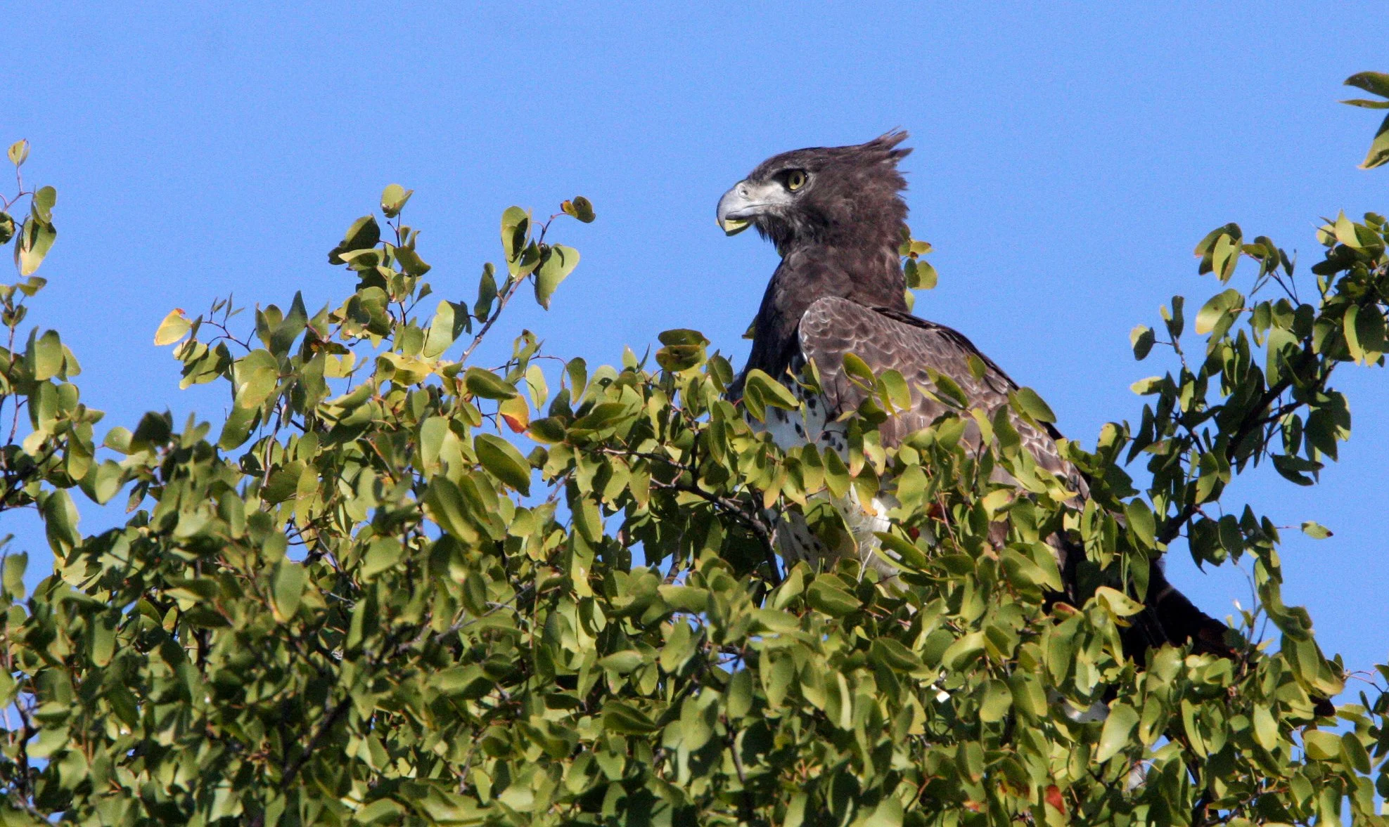 Polemaetus bellicosus - MARTIAL EAGLE - KRUGER NATIONAL PARK SOUTH AFRICA (14).JPG
