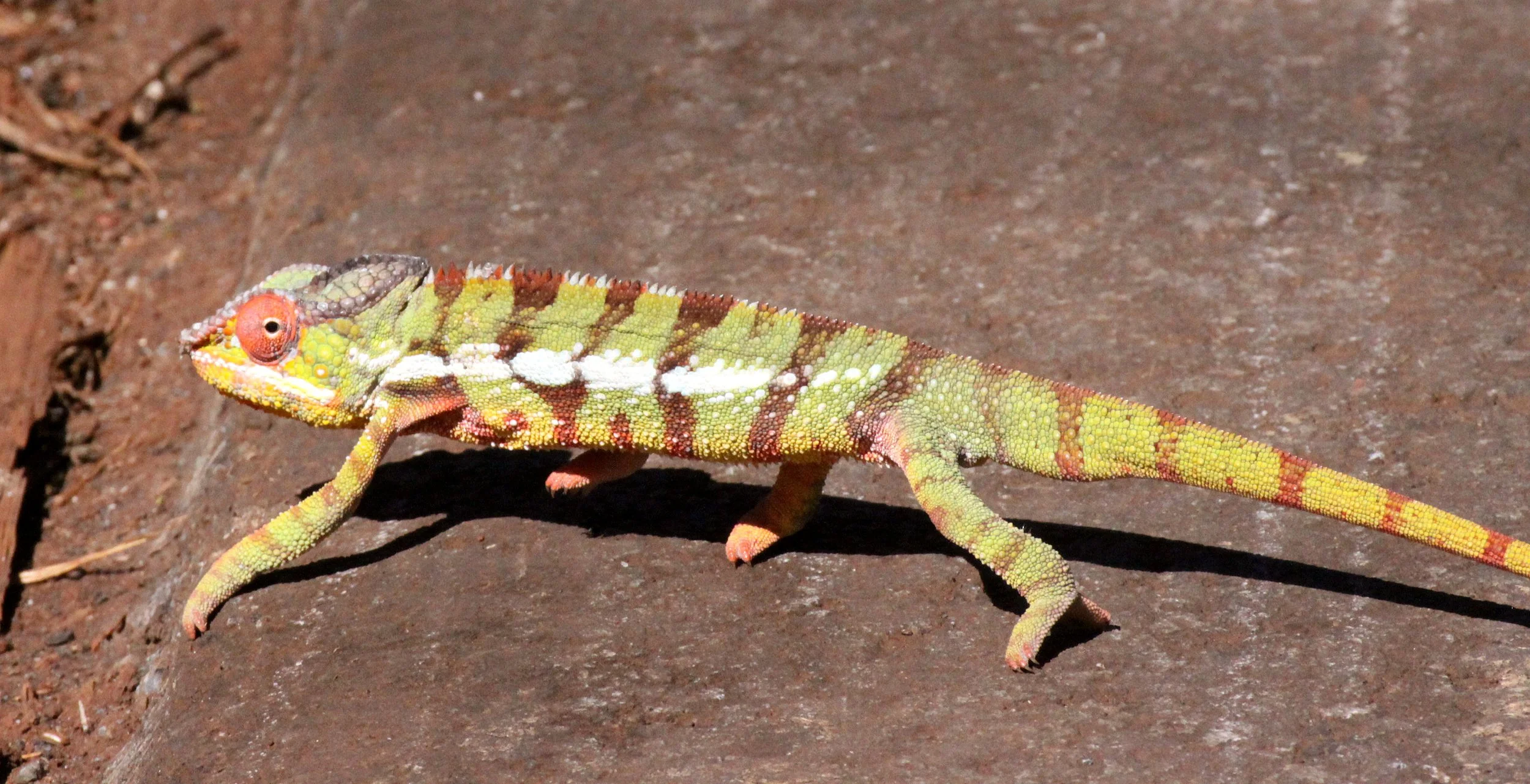 Furcifer pardalis - PANTHER CHAMELEON - MALE AND FEMALE - MONTAGNE D'AMBRE NATIONAL PARK MADAGASCAR (6).JPG