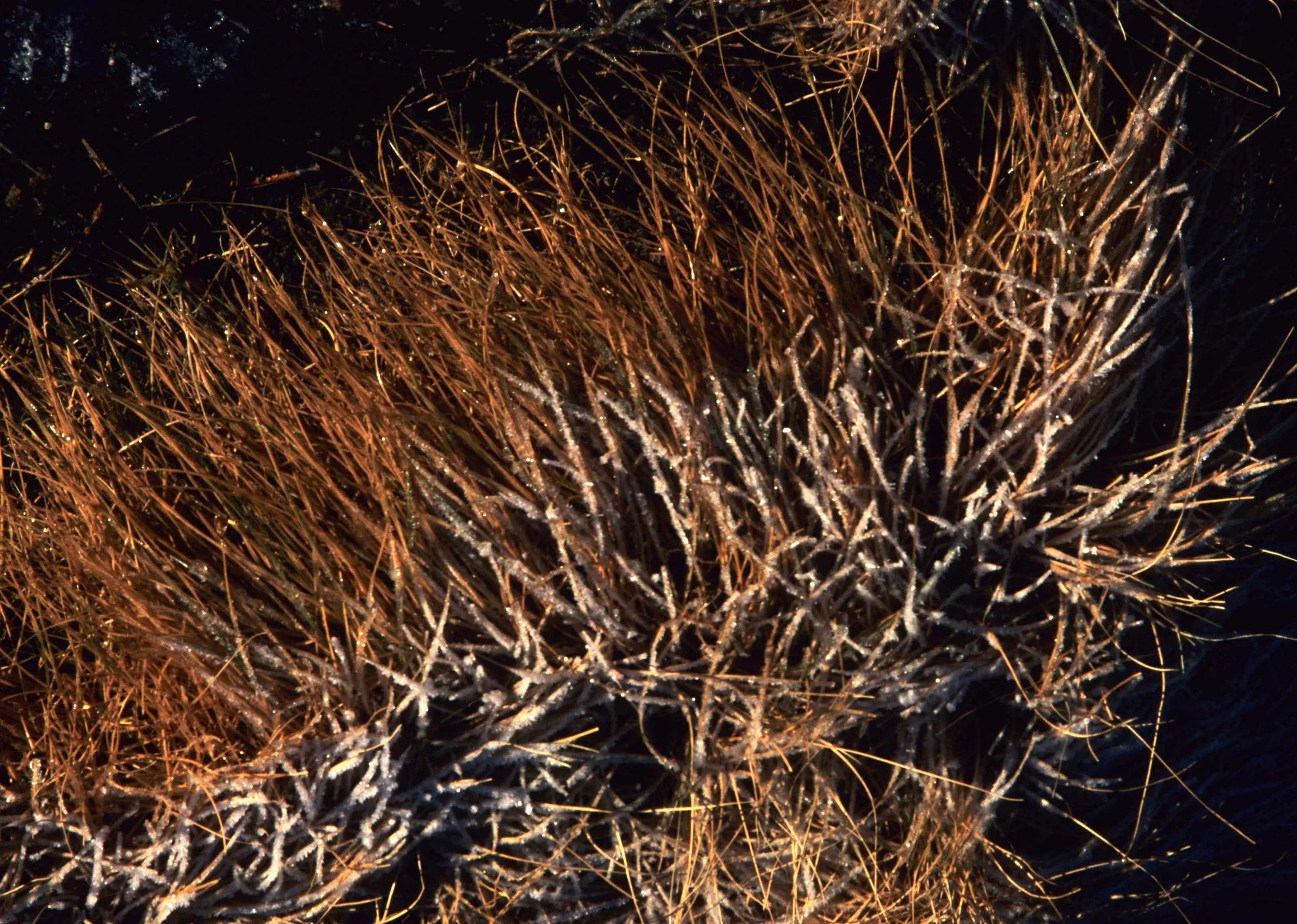 CALIFORNIA - SIERRA - PLANT SPECIES (10).jpg