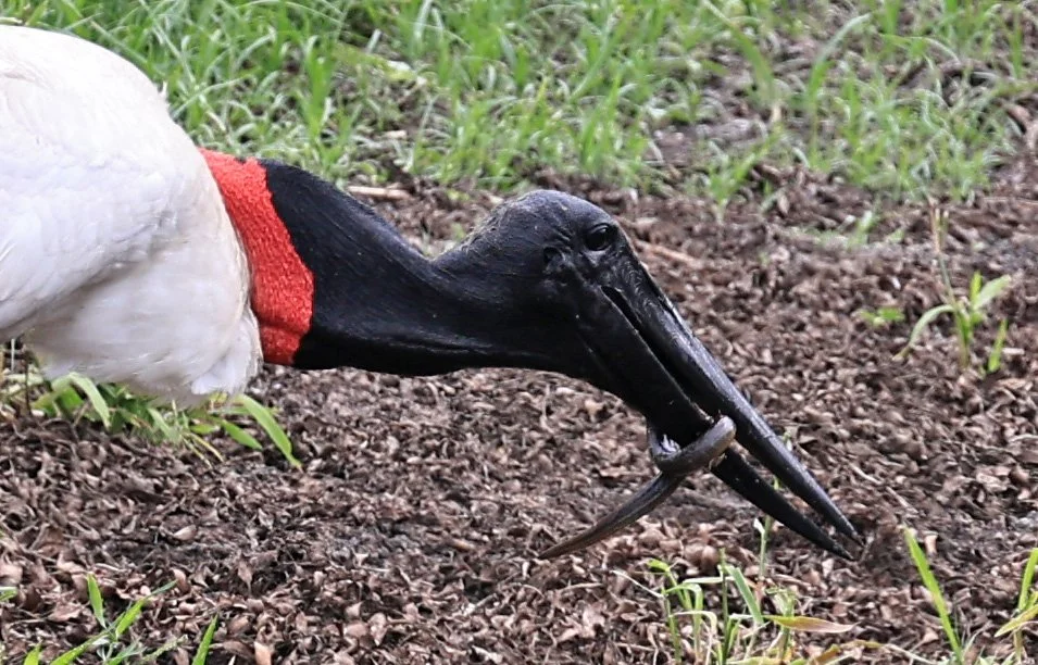 Jabiru (Jabiru mycteria) Agua Dulce Paraguay (24).jpg