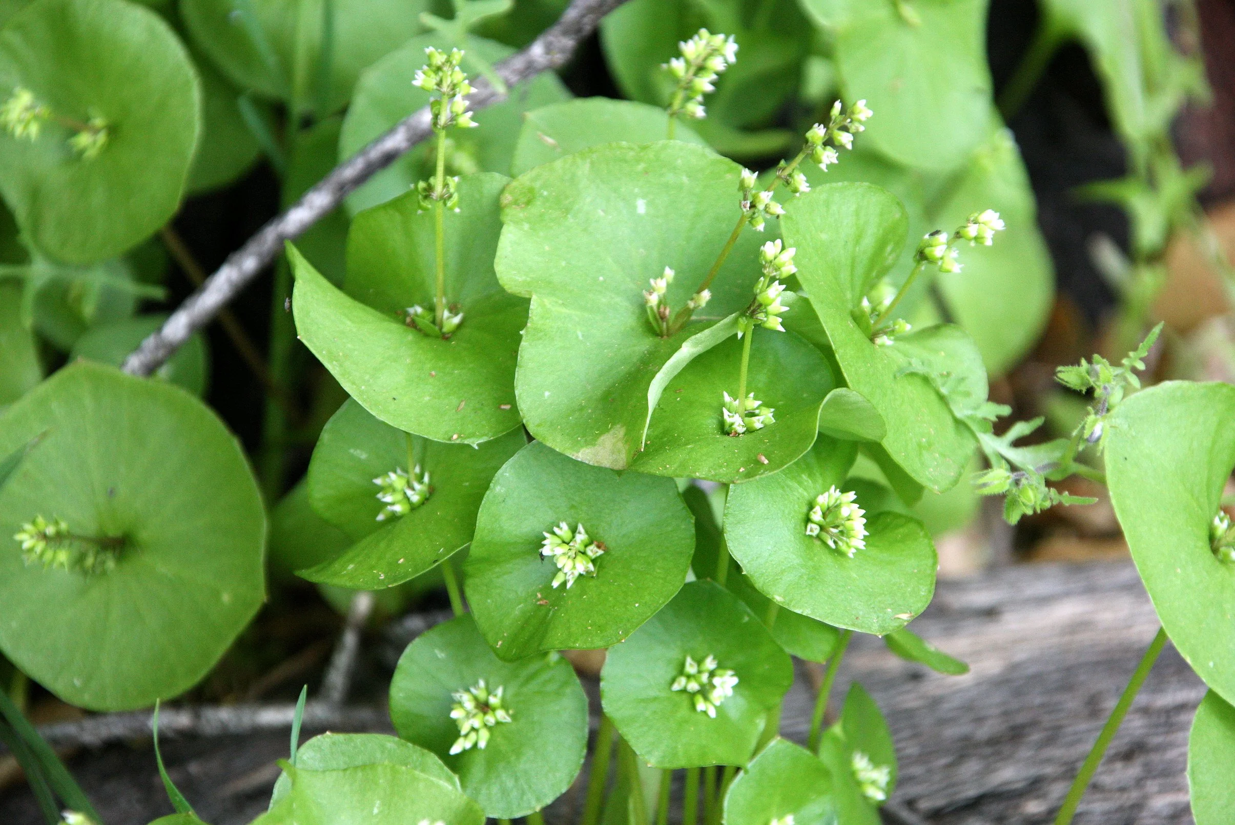 PORTULACACEAE - MINER'S LETTUCE - PINNACLES NATIONAL MONUMENT CALIFORNIA (2).JPG