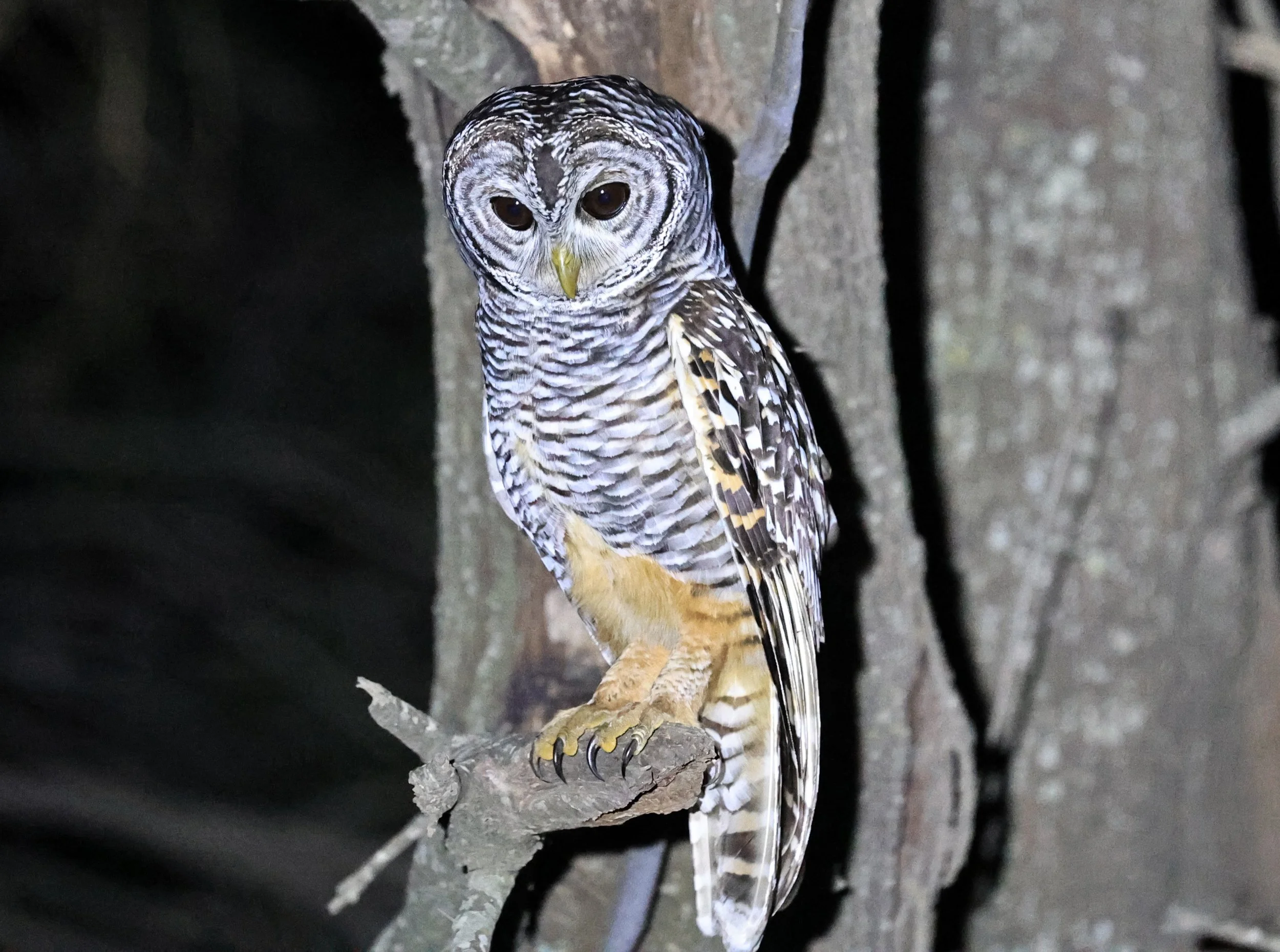 Chaco Owl (Strix chacoensis) Estancia Campo'í Paraguay (64).jpg