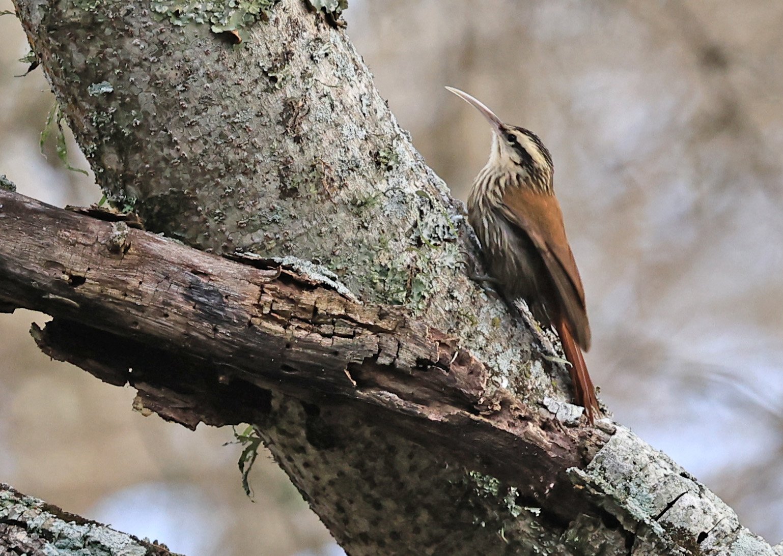 Narrow-billed Woodcreeper (Lepidocolaptes angustirostris) El Palmar National Park, Entre Rios, Argentina (1).jpg