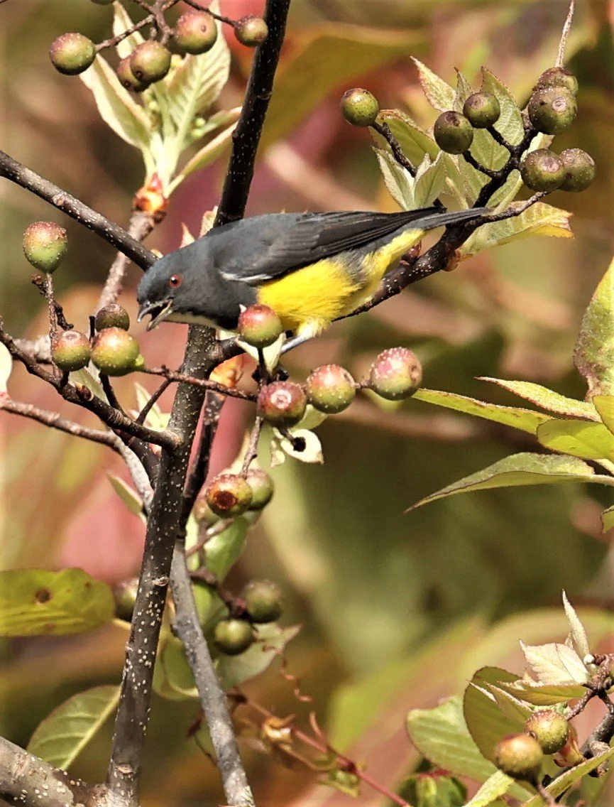 FLOWERPECKER - YELLOW-BELLIED FLOWERPECKER - Dicaeum melanozanthum - DOI INTHANON NP CHIANG MAI, DEC 2021 (36).jpg