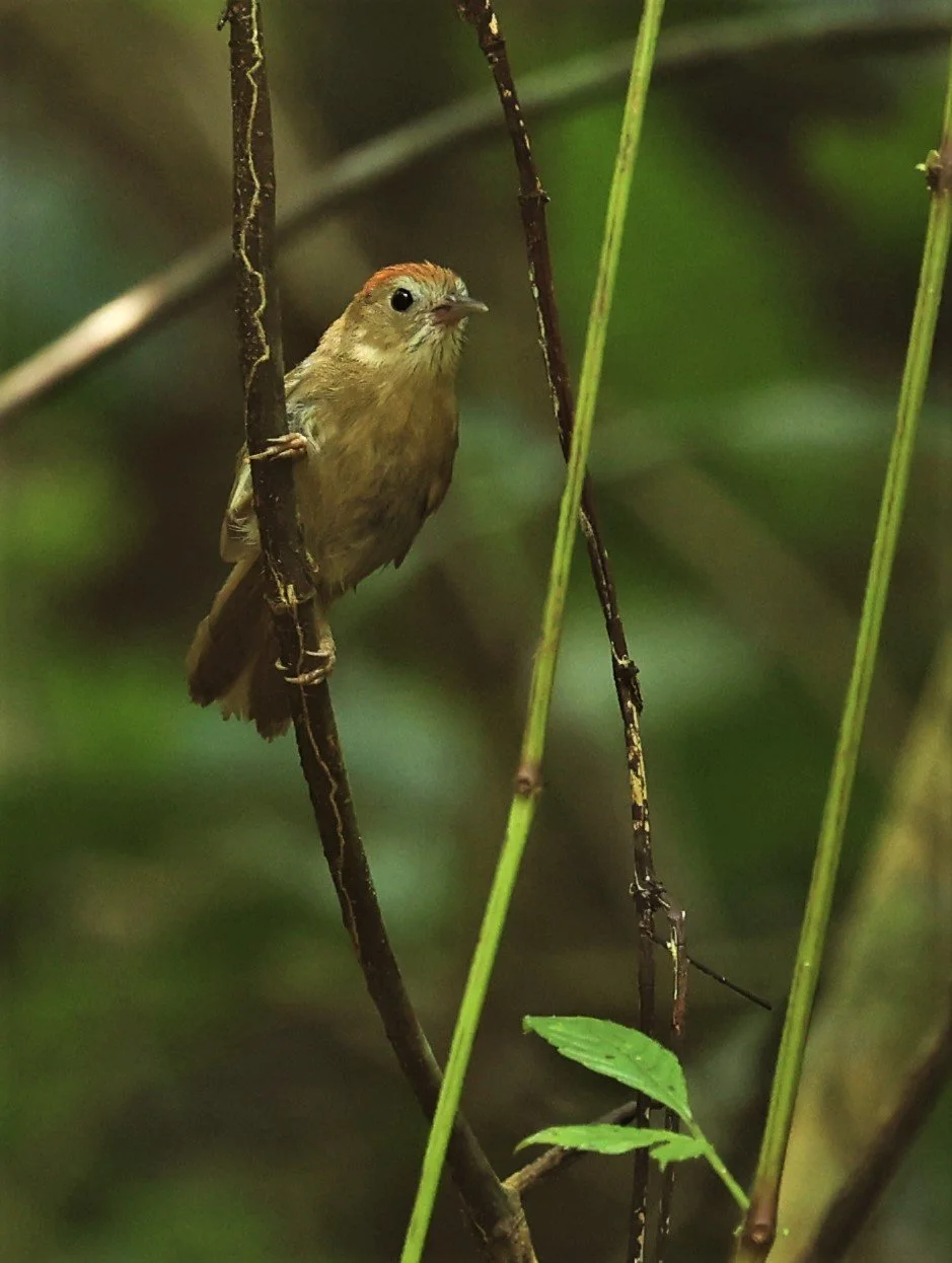 TIT-BABBLER - PIN-STRIPED TIT-BABBLER - Mixornis gularis - KRUNG CHING, KHAO LUANG NP NST, APRIL 2022 (8).jpg