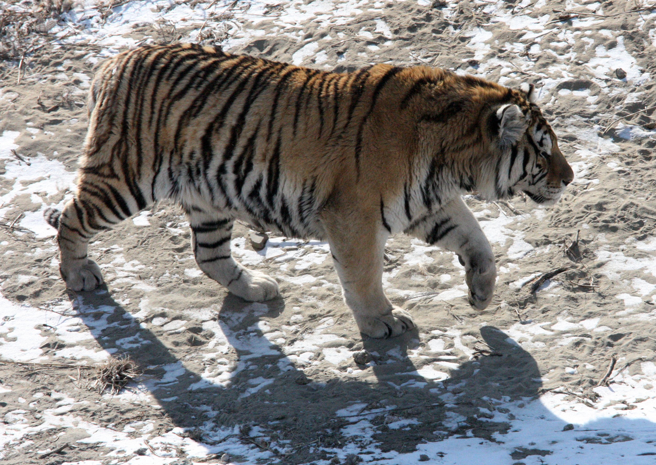 Panthera tigris altaica - SIBERIAN TIGER - HARBIN SIBERIAN TIGER PARK  (143).JPG
