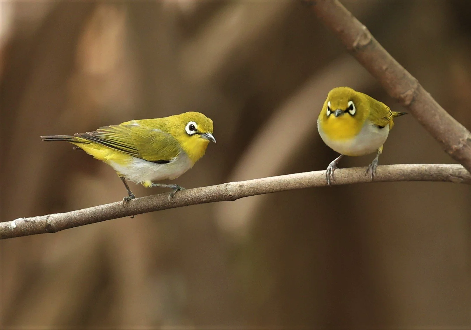 Swinhoe's White-eye (Zosterops simplex) Bang Pu Recreational Park & Mangrove Forest (143).jpg