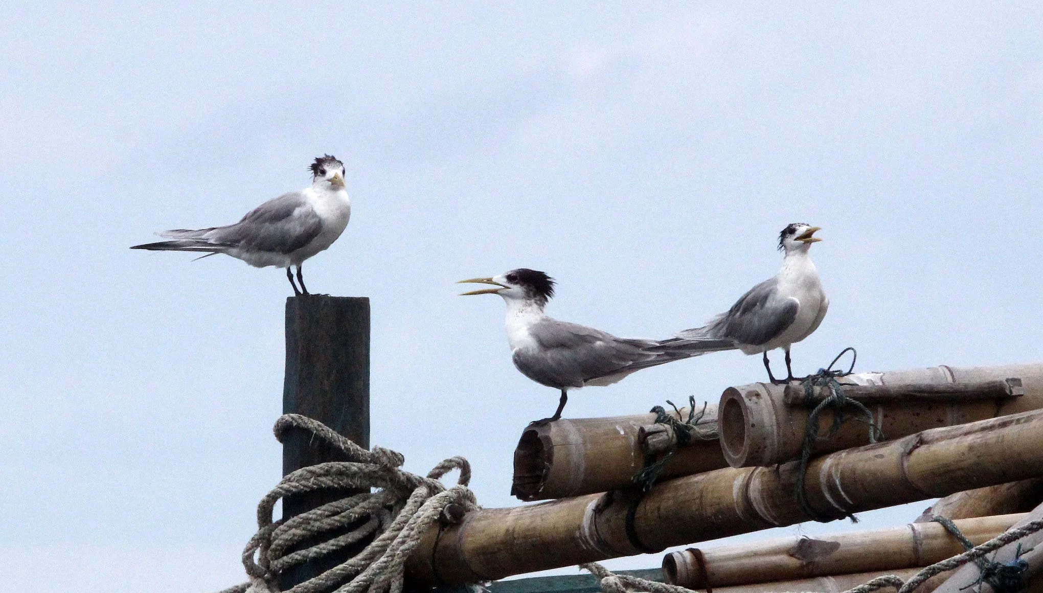 BIRD - TERN - GREAT CRESTED TERN - STERNA BERGII - UJUNG KULON NATIONAL PARK - JAVA BARAT INDONESIA (1).JPG