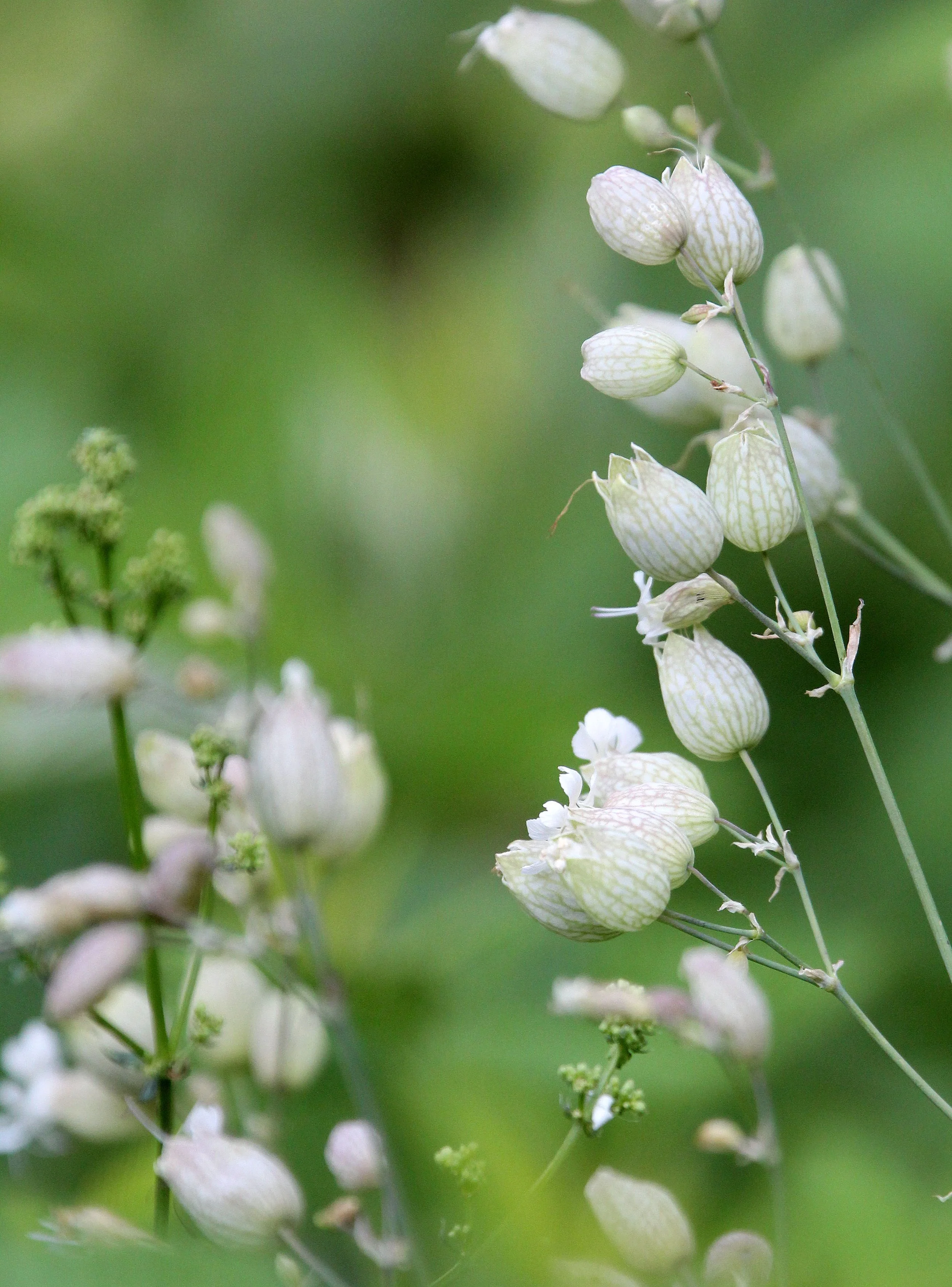 VERCORS NATIONAL PARK FRANCE (41).JPG