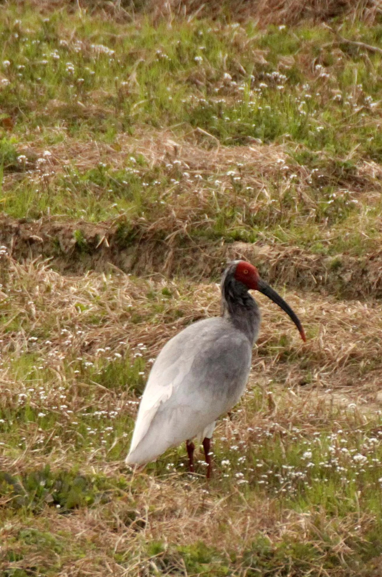 IBIS - CRESTED IBIS - Nipponia nippon - YANG COUNTY SHAANXI PROVINCE CHINA (5).JPG
