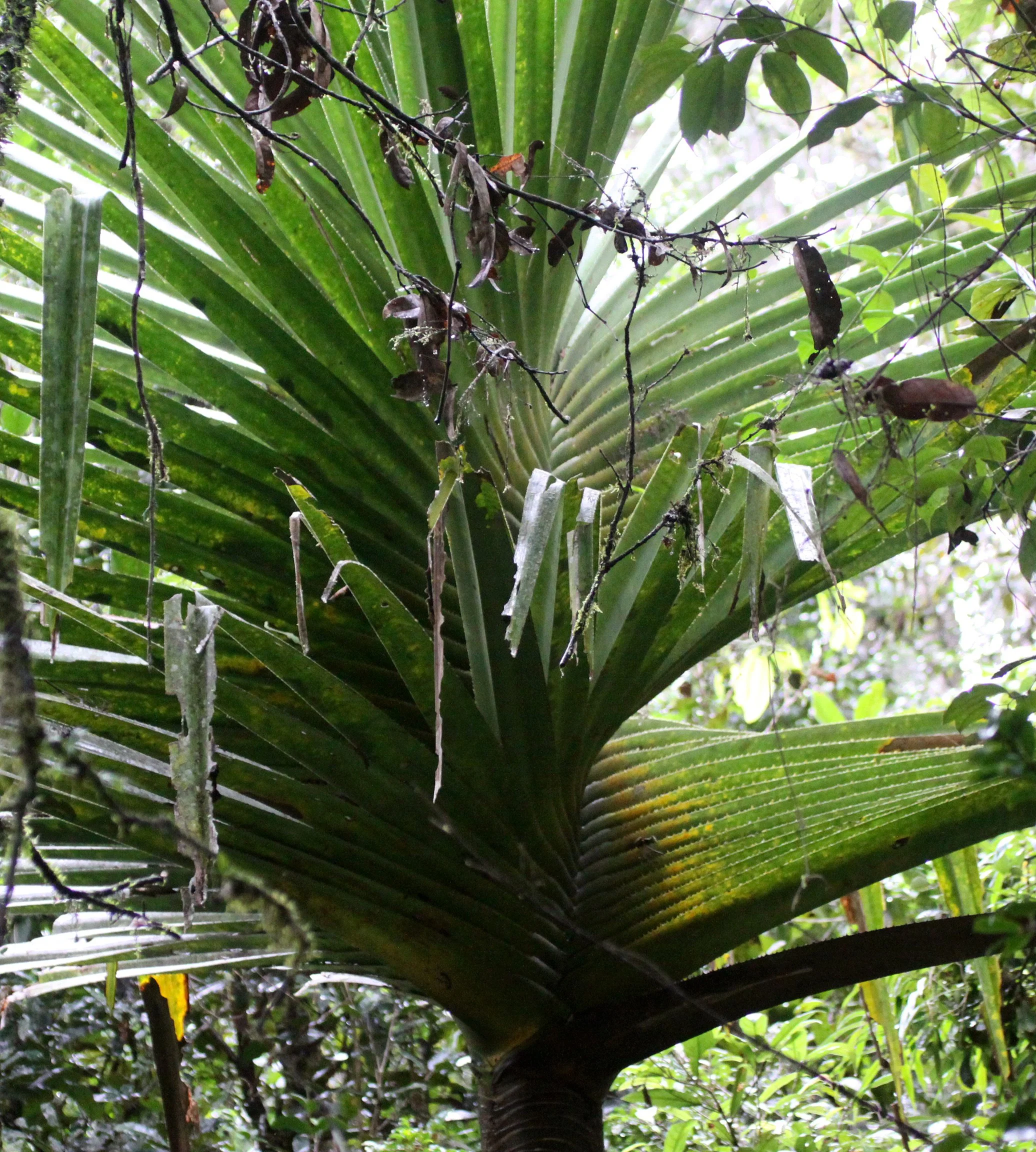 PLANT - PANDANUS SPECIES - ANDISABE NATIONAL PARK MADAGASCAR (2).JPG