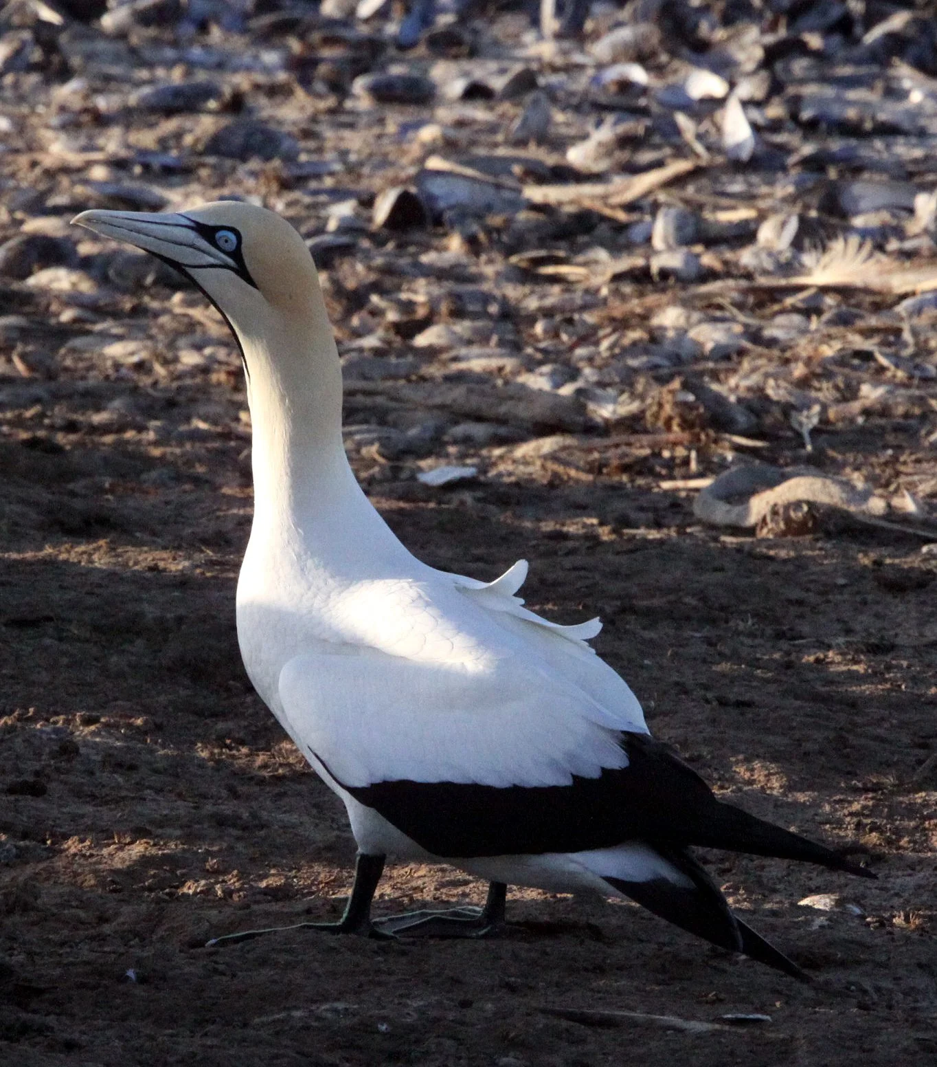 Cape gannet (Morus capensis) Lambert's Bay South Africa (61).JPG