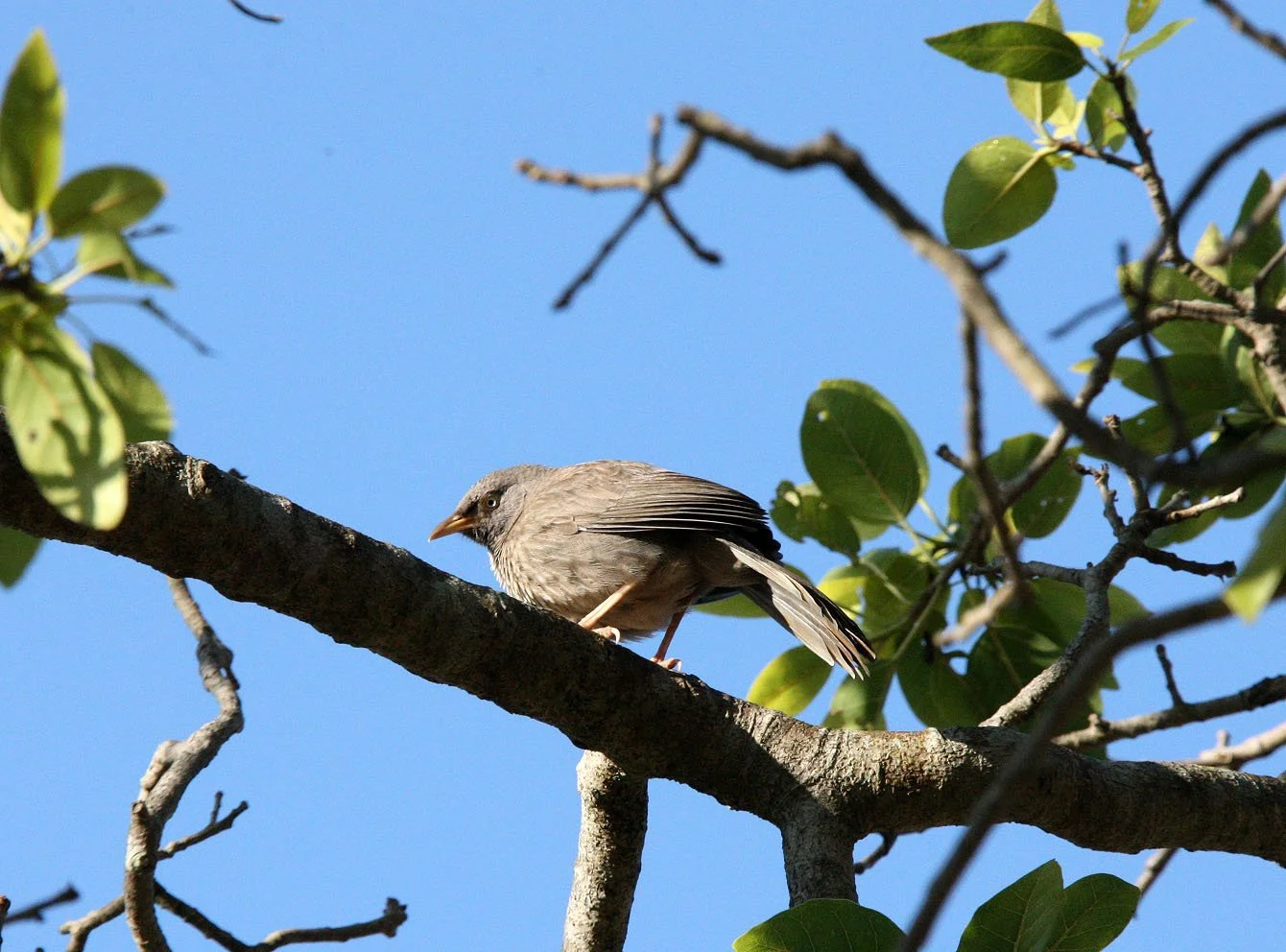 BIRD - BABBLER - JUNGLE BABBLER - TURDOIDES STRIATUS - KANHA NATIONAL PARK MADHYA PRADESH INDIA (4).JPG