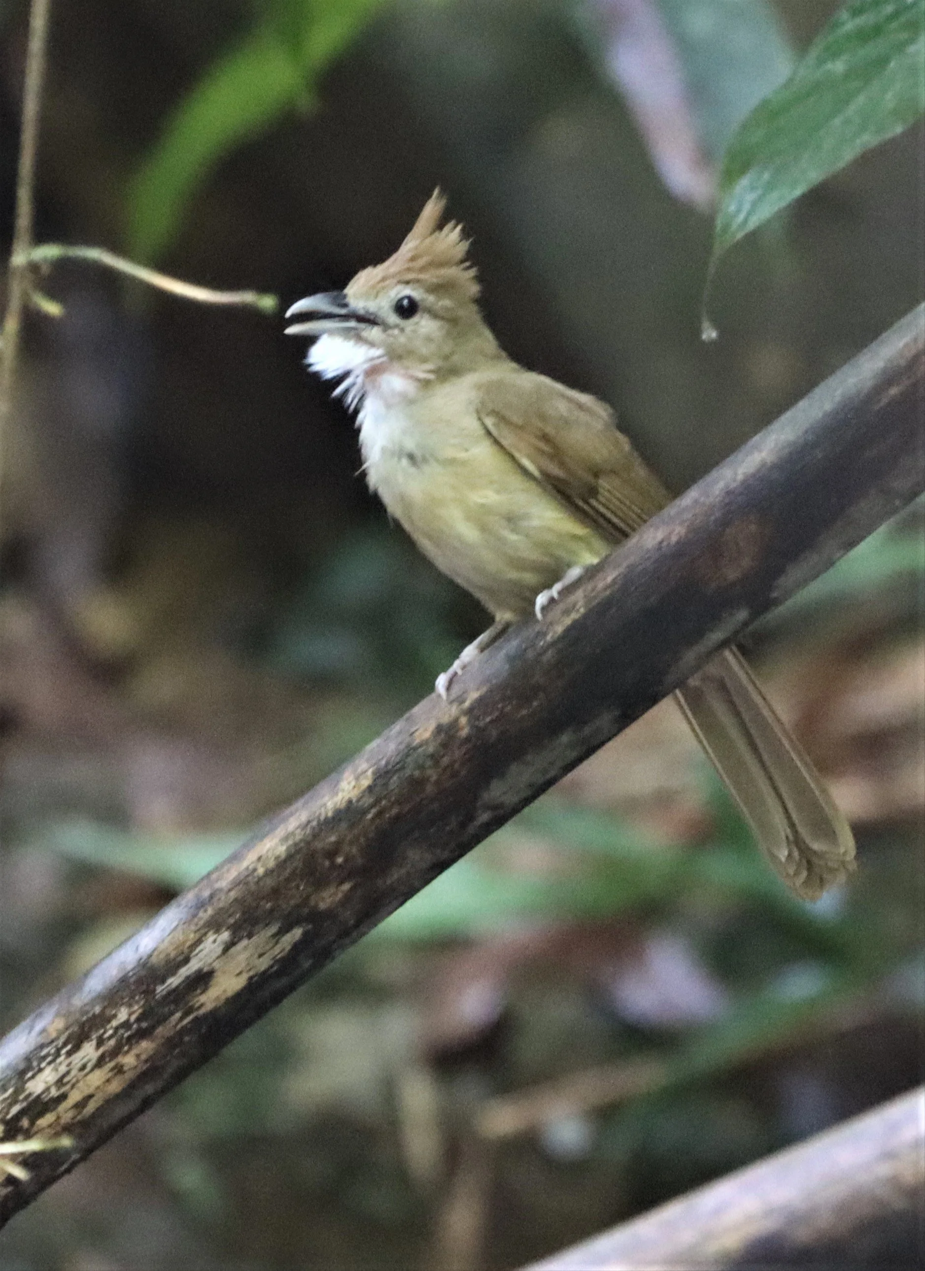 BULBUL - OCHRACEOUS BULBUL - Alophoixus ochraceus - SI PHANG NGA NATIONAL PARK (9).jpg