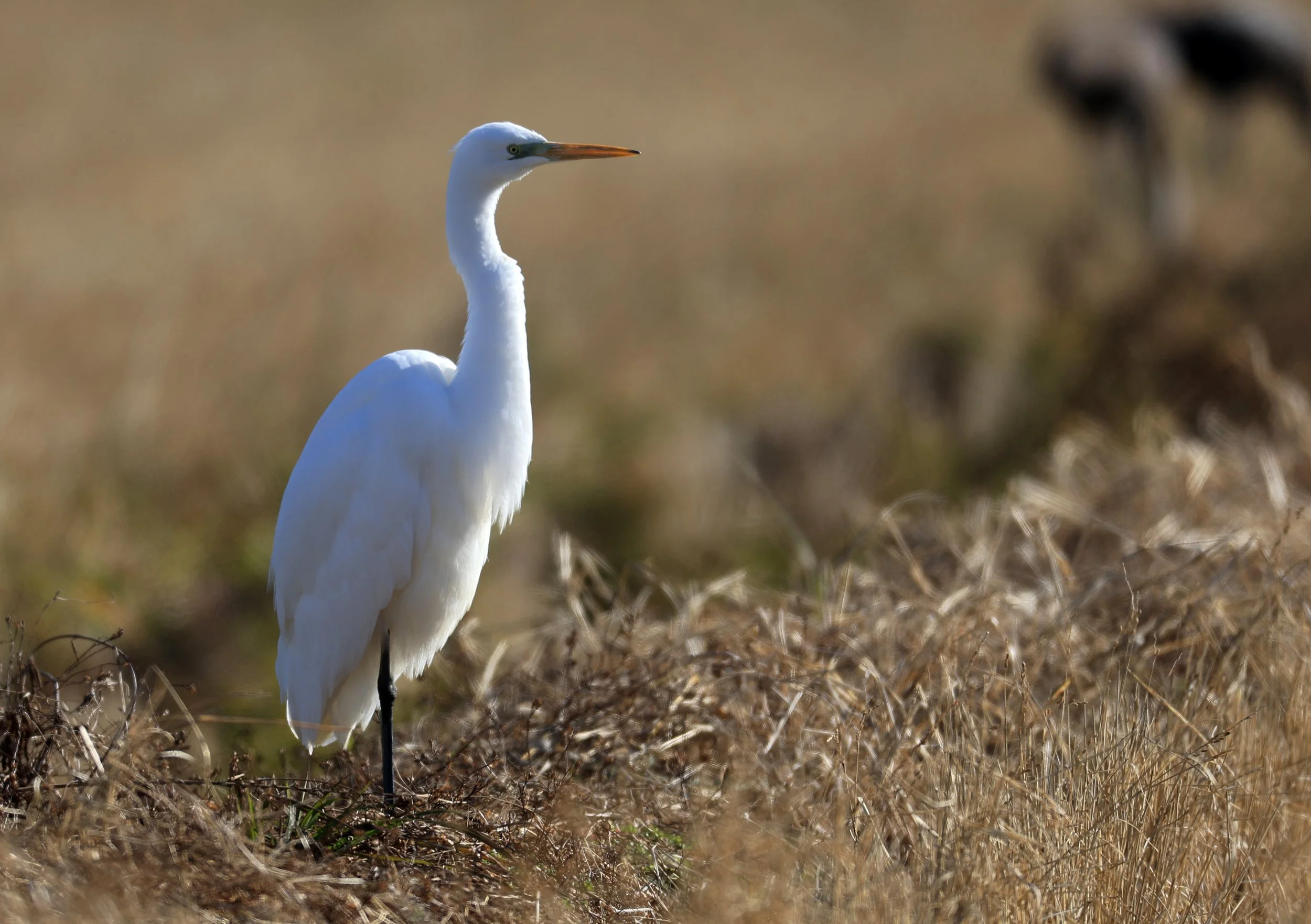 Eastern Great Egret (Subspecies Ardea alba modesta) Izumi Crane Center and Fields Izumi Kagoshima Japan (105).jpg
