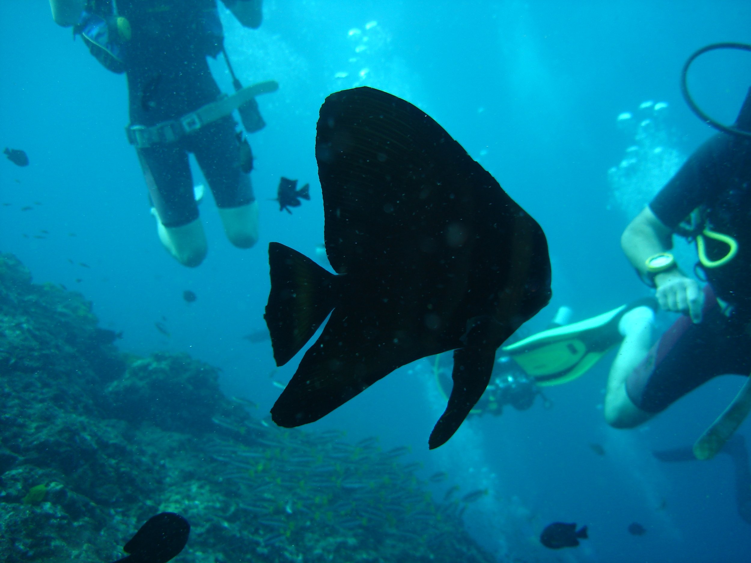 Ephippidae - Platax teira - Batfish - Similans Thailand (2).JPG