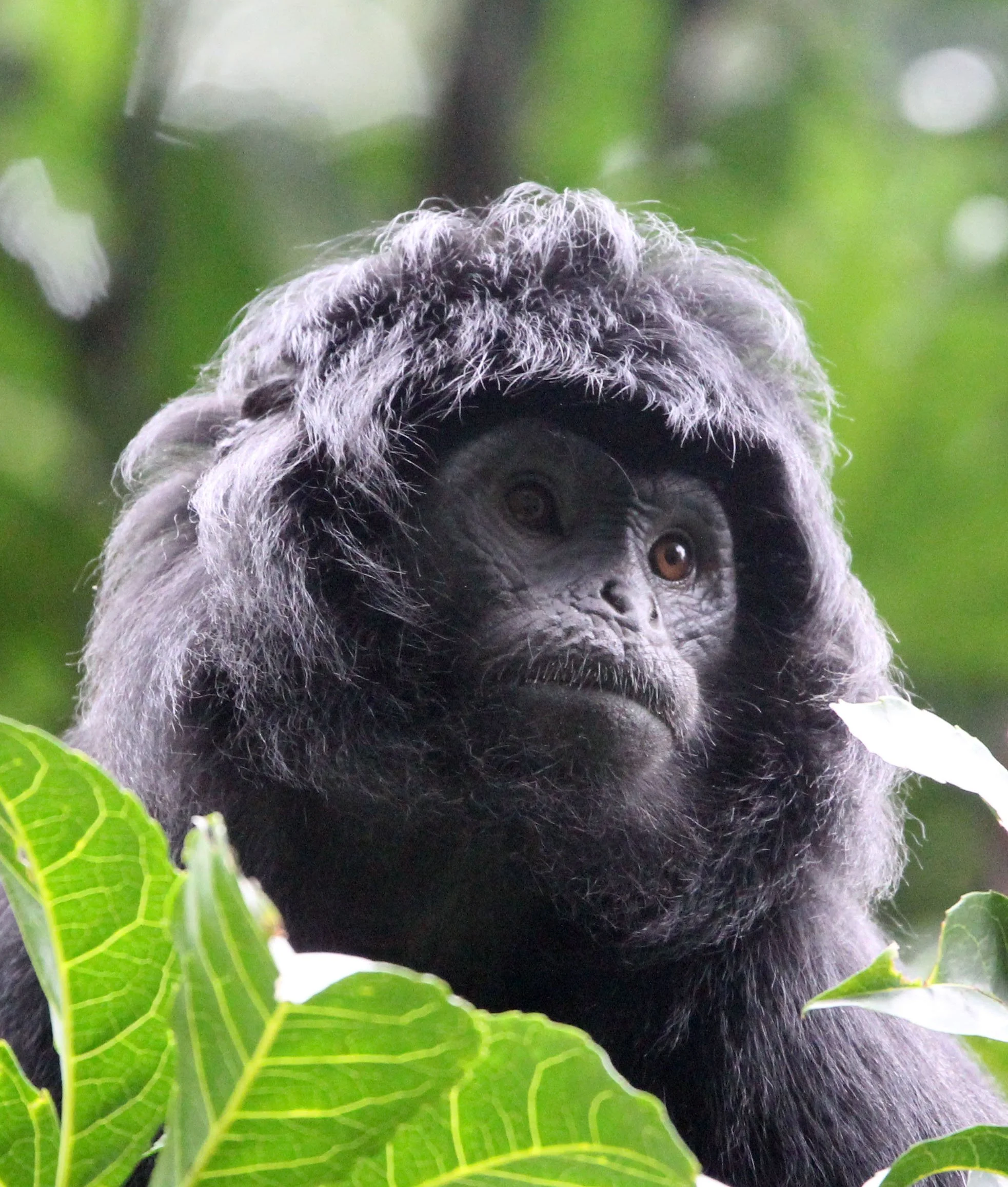 CERCOPITHECIDAE - Trachypithecus mauritius - WEST JAVAN (EBONY) LANGUR - GEDE NATIONAL PARK JAVA BARAT INDONESIA (40).JPG
