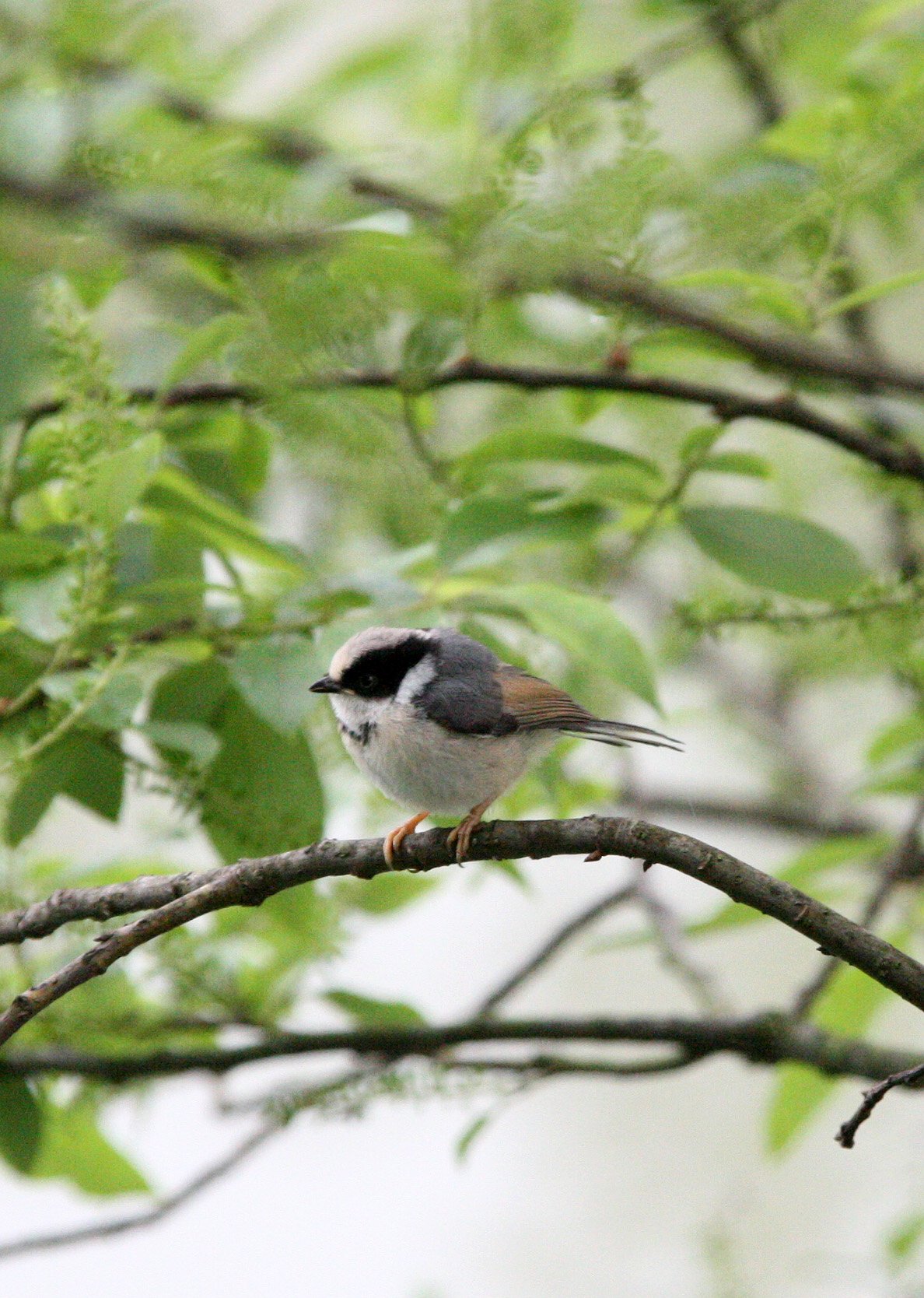 Black-throated Bushtit (Aegithalos concinnus) Hongcun Village, Anhui China (2).JPG