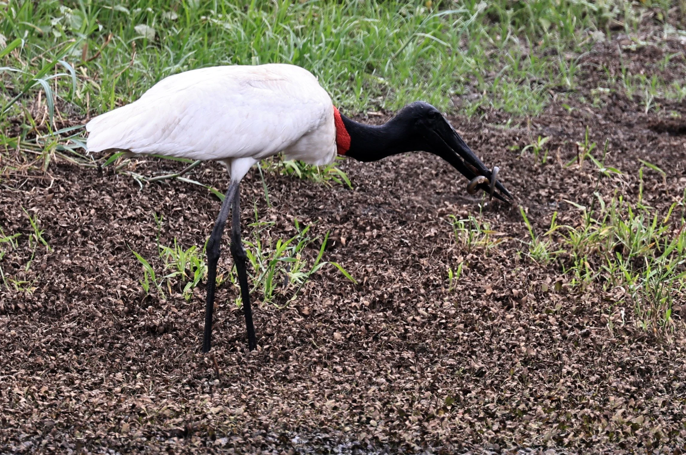Jabiru (Jabiru mycteria) Agua Dulce Paraguay (26).jpg