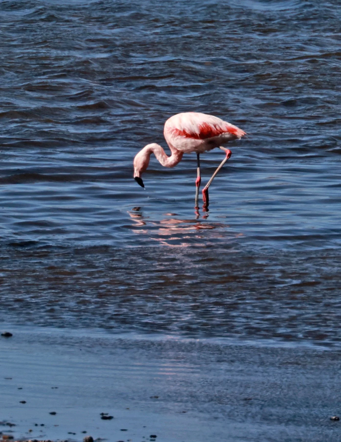 Flamingo - Chilean flamingo - Phoenicopterus chilensis - Lauca National Park, Chile (11).jpg
