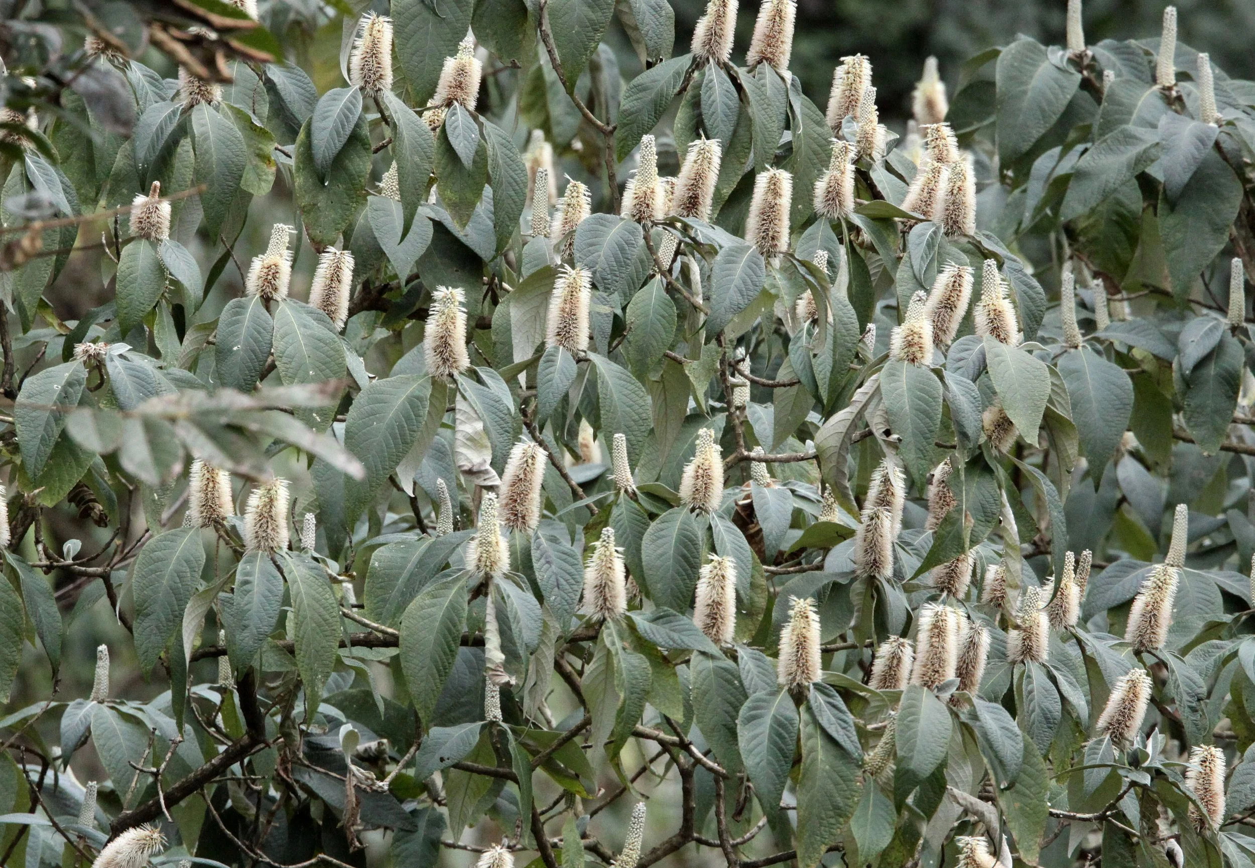 YUNNAN - WULIANGSHAN NATURE RESERVE - PLANT SPECIES (2).JPG