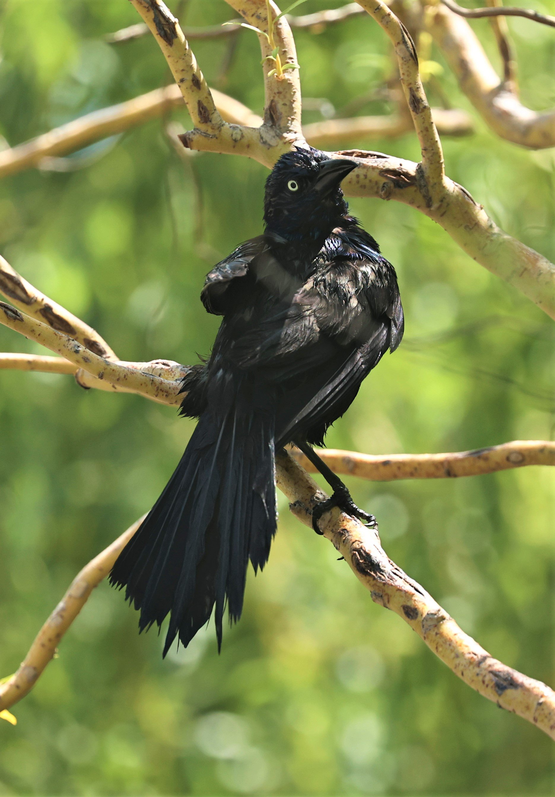 Common Grackle (Quiscalus quiscula) Henry Doorly Zoo Omaha Nebraska (2).jpg