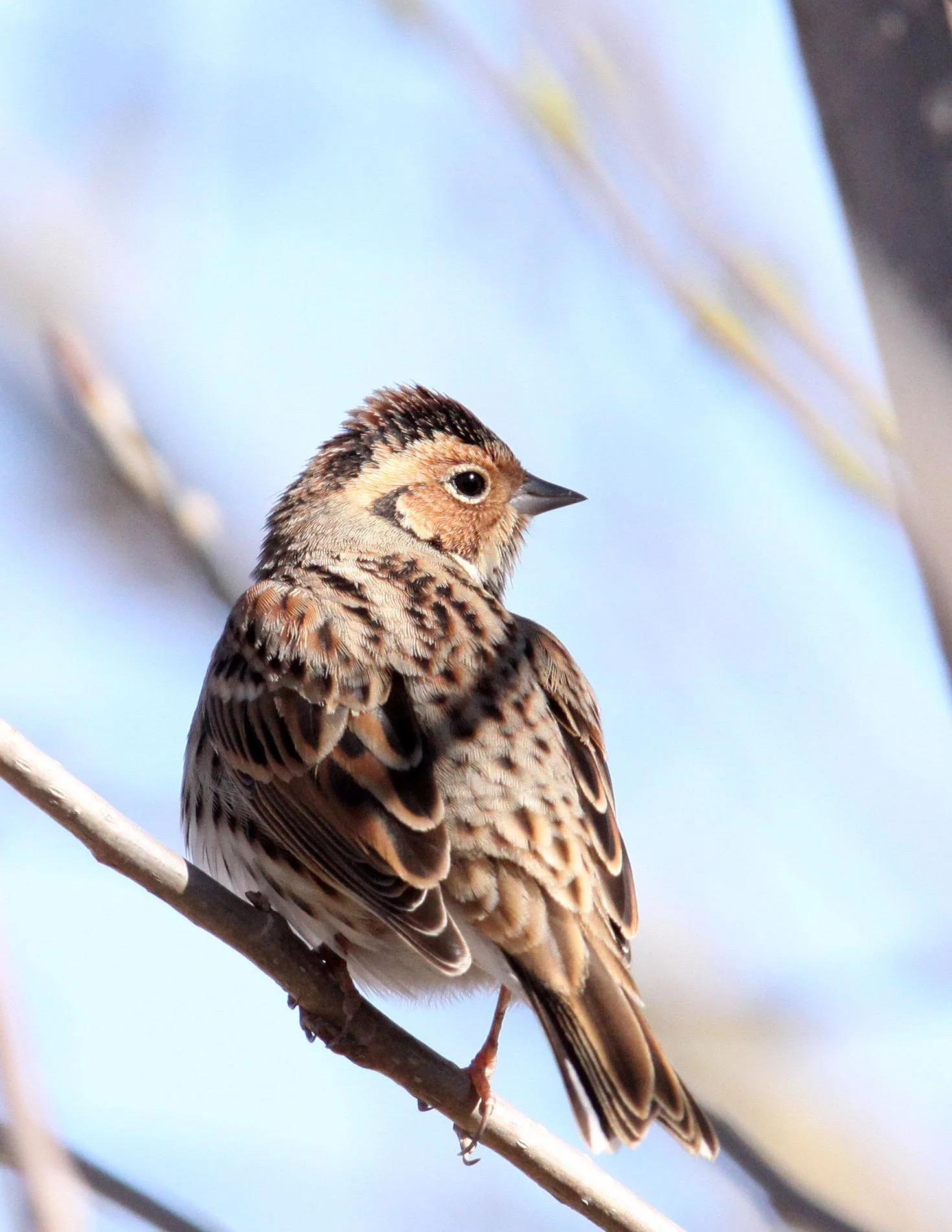 Little Bunting (Emberiza pusilla) Cao Hai Wetlands Yunnan China