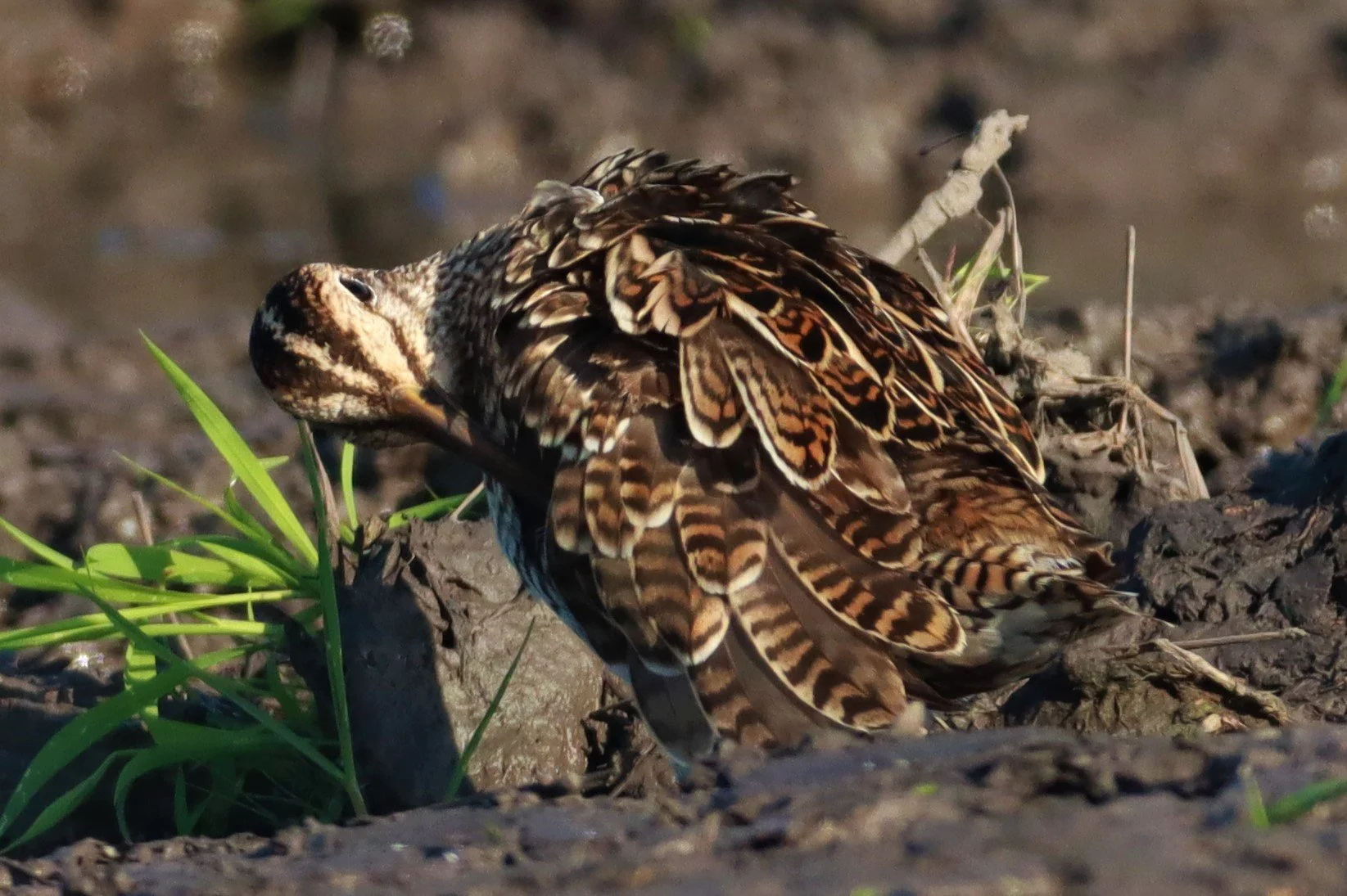 SNIPE - PINTAIL SNIPE - Gallinago stenura - PATHUM THANI RICE RESEARCH CENTER AUGUST 24 2021 (89).jpg