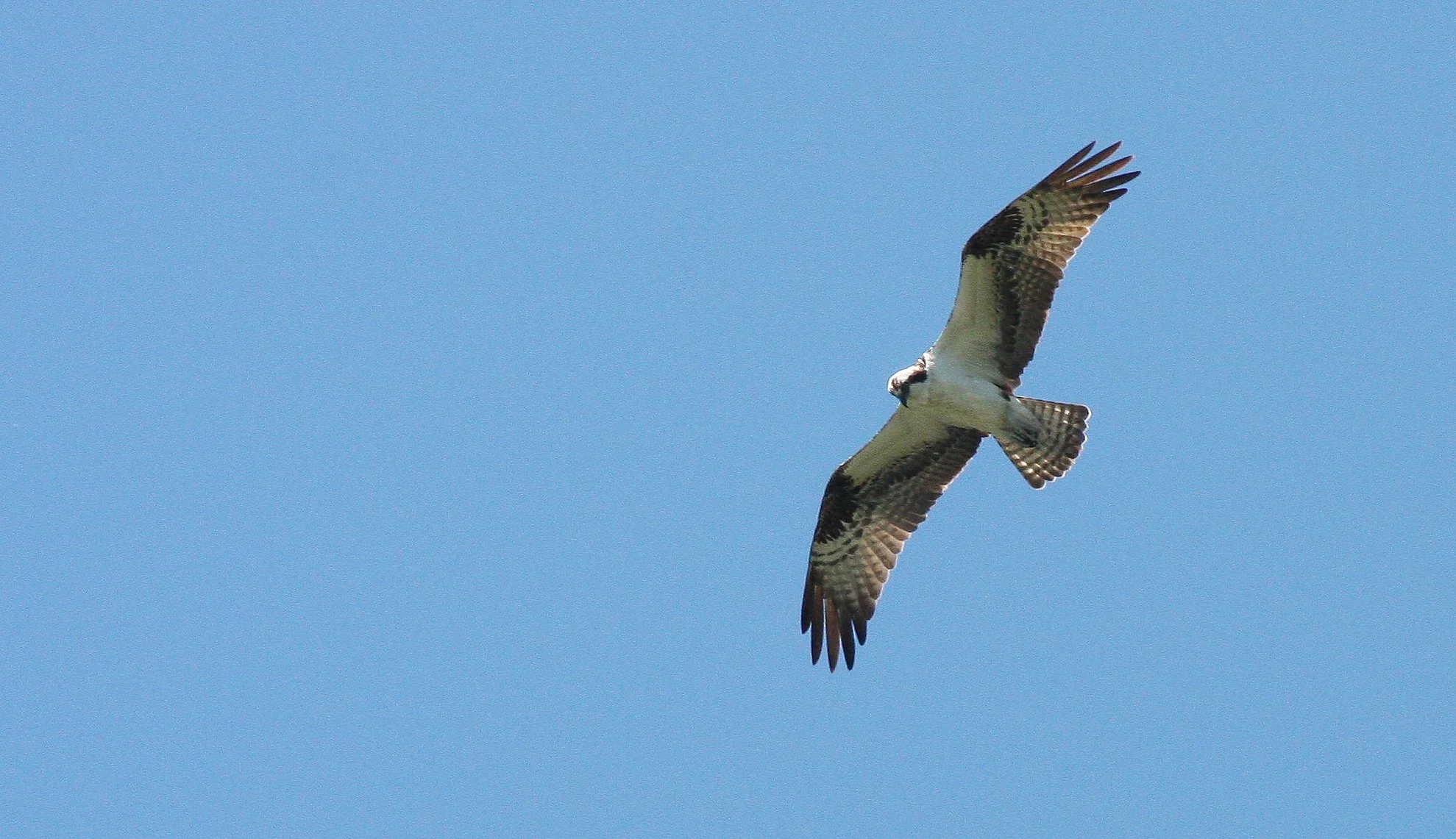Pandion haliaetus - OSPREY - RIDGEFIELD NWR WA (7).JPG