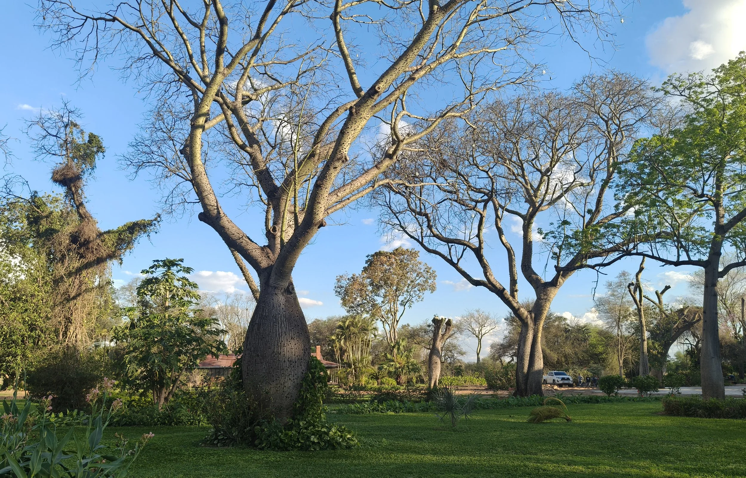 Ceiba chodatii 