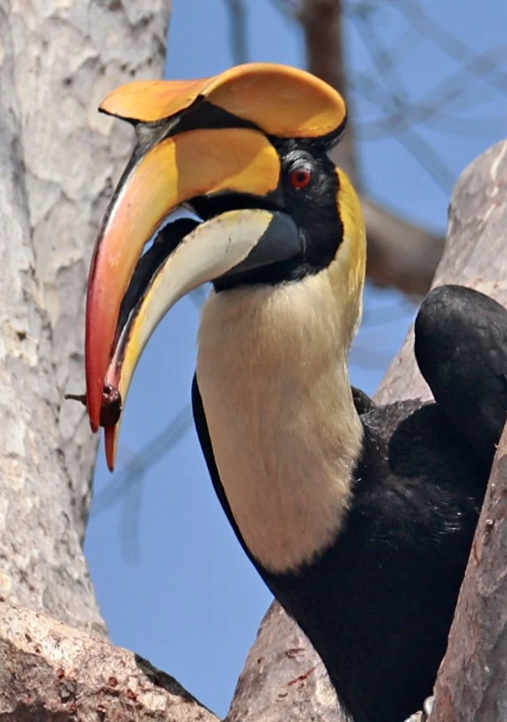 Great hornbill (Buceros bicornis) Pak Chong Mu Si Municipality Feb 2026 (33).jpg