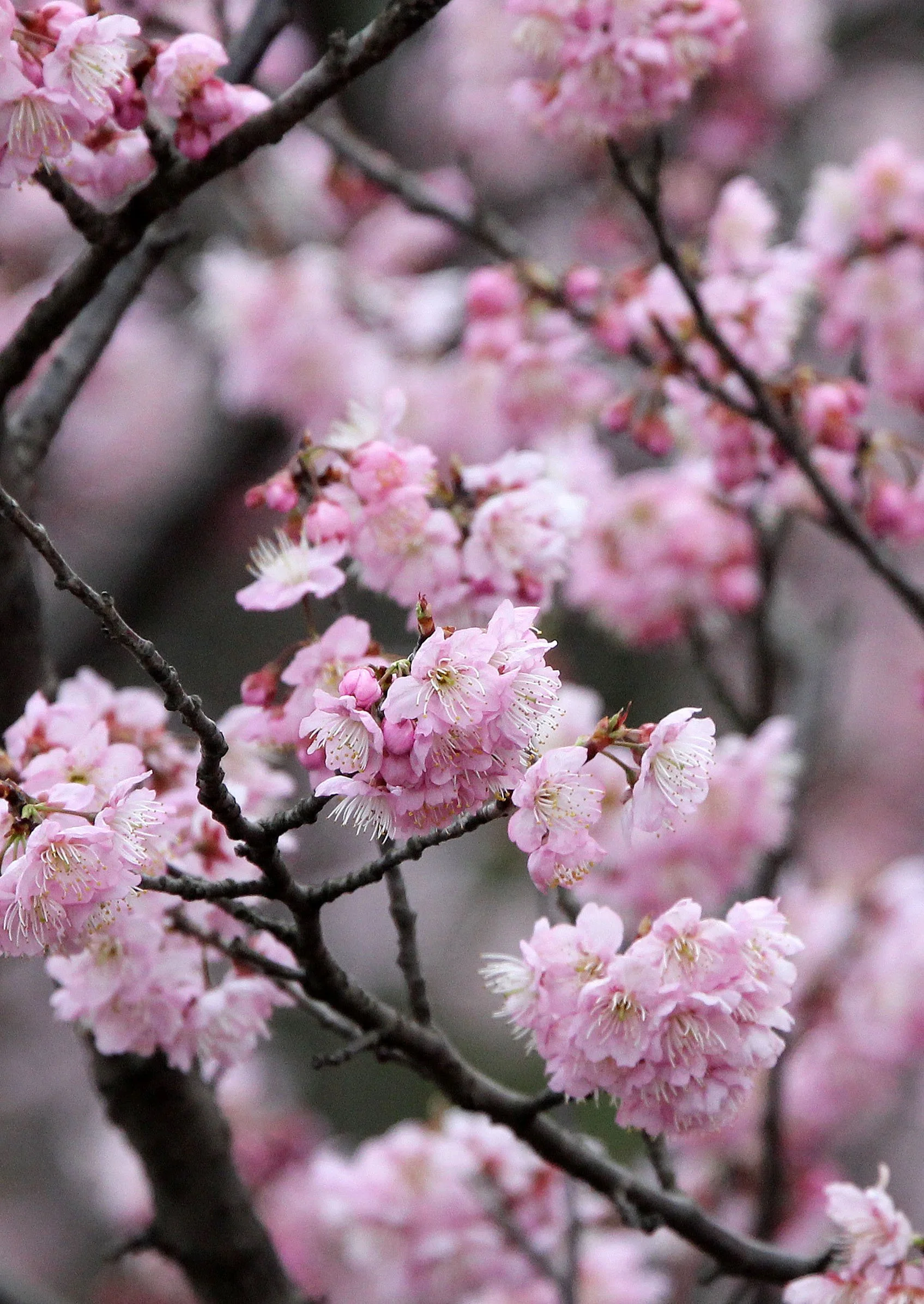 HUAXIA FOREST PARK SHANGHAI (4).JPG