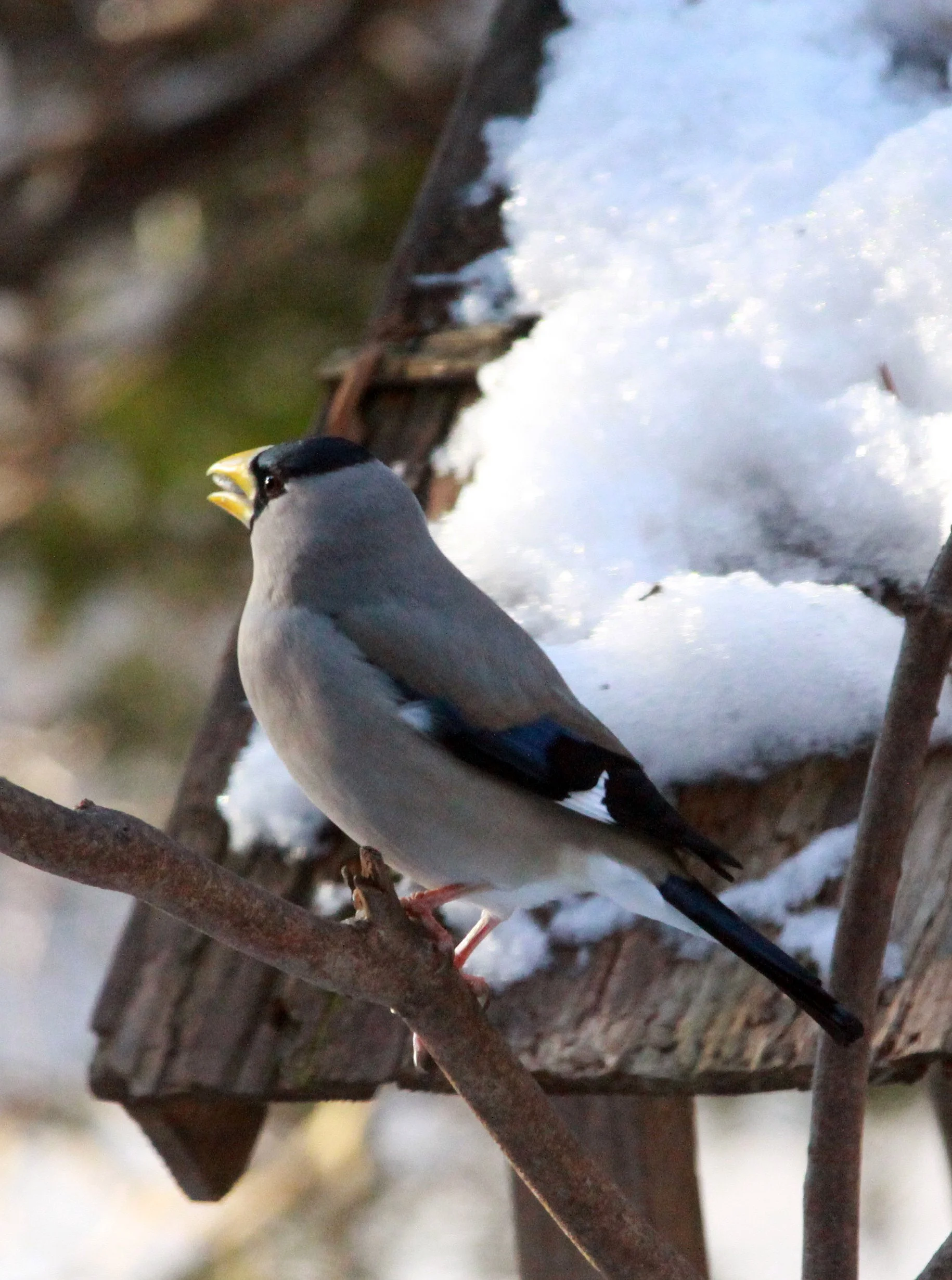 Japanese Grosbeak (Eophona personata) Shiobutsu Onsen, Karuizawa Japan (9).JPG