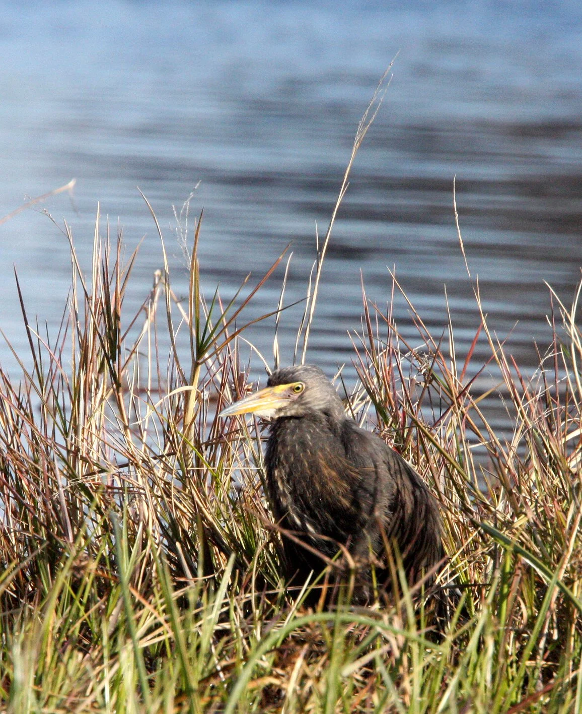 HERON - RUFOUS-BELLIED HERON - Ardeola rufiventris - KHWAI CAMP OKAVANGO BOTSWANA (6).JPG