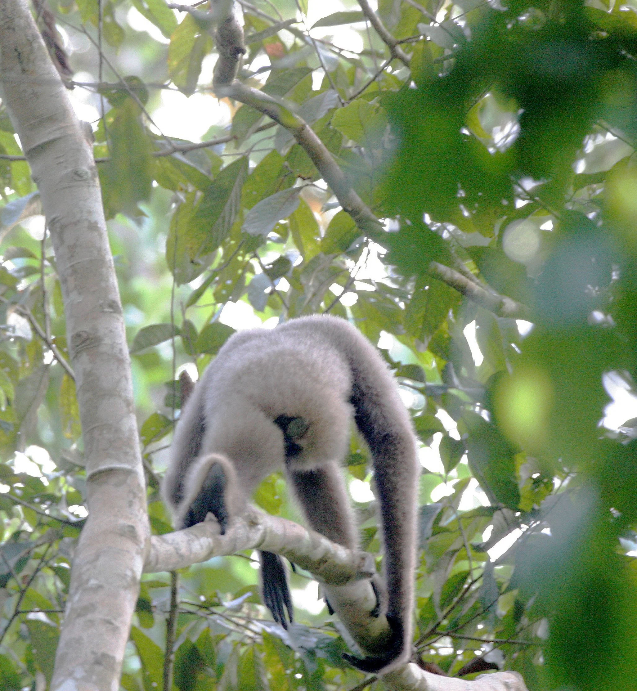 HYLOBATIDAE - Hylobates muelleri - MUELLER'S (GRAY) GIBBON - TABIN WILDLIFE RESERVE  (79).JPG