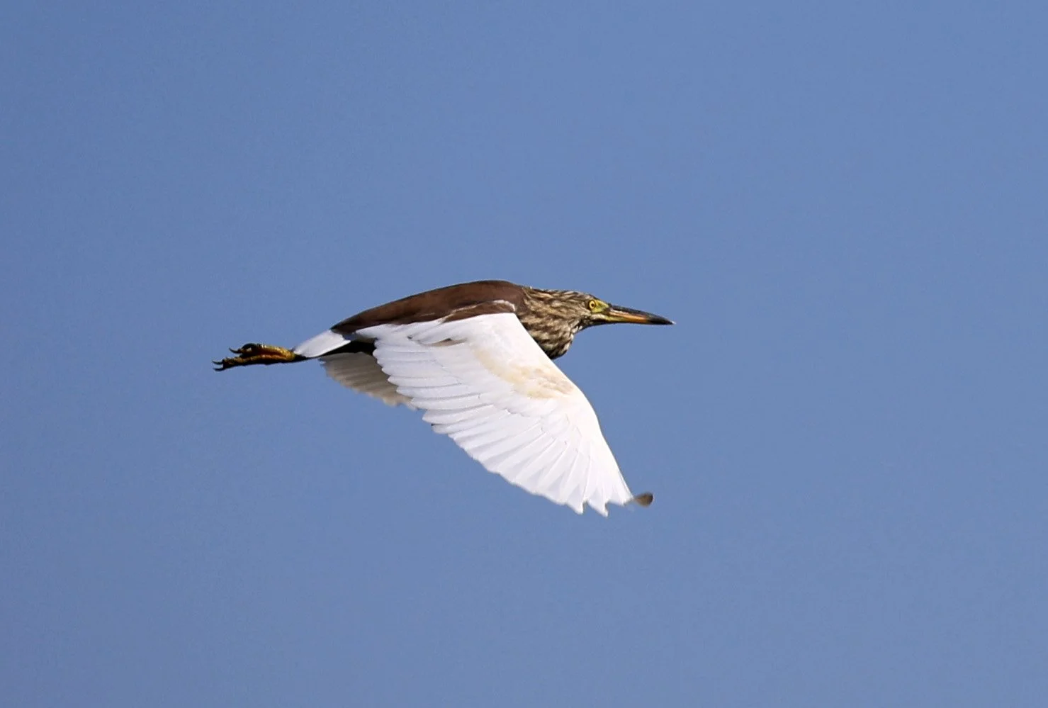 Javan Pond Heron (Ardeola speciosa) Nong Han Lake & Wetland - Sakon Nakhon Province (5).jpg